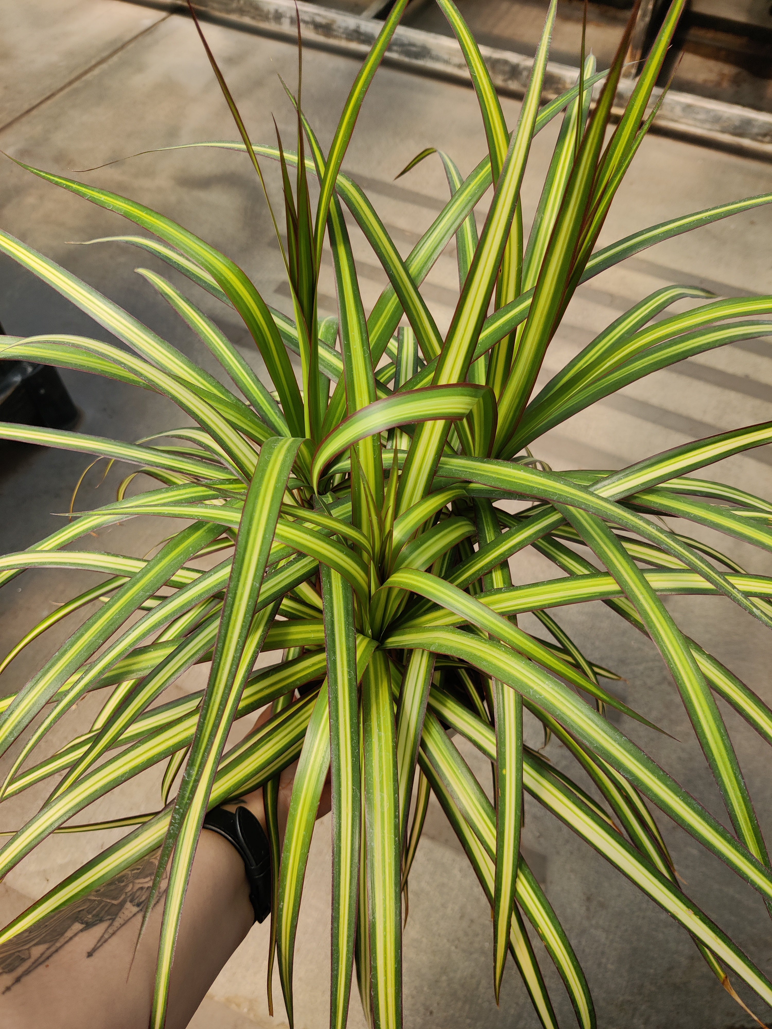 Dracaena, Sun Ray
