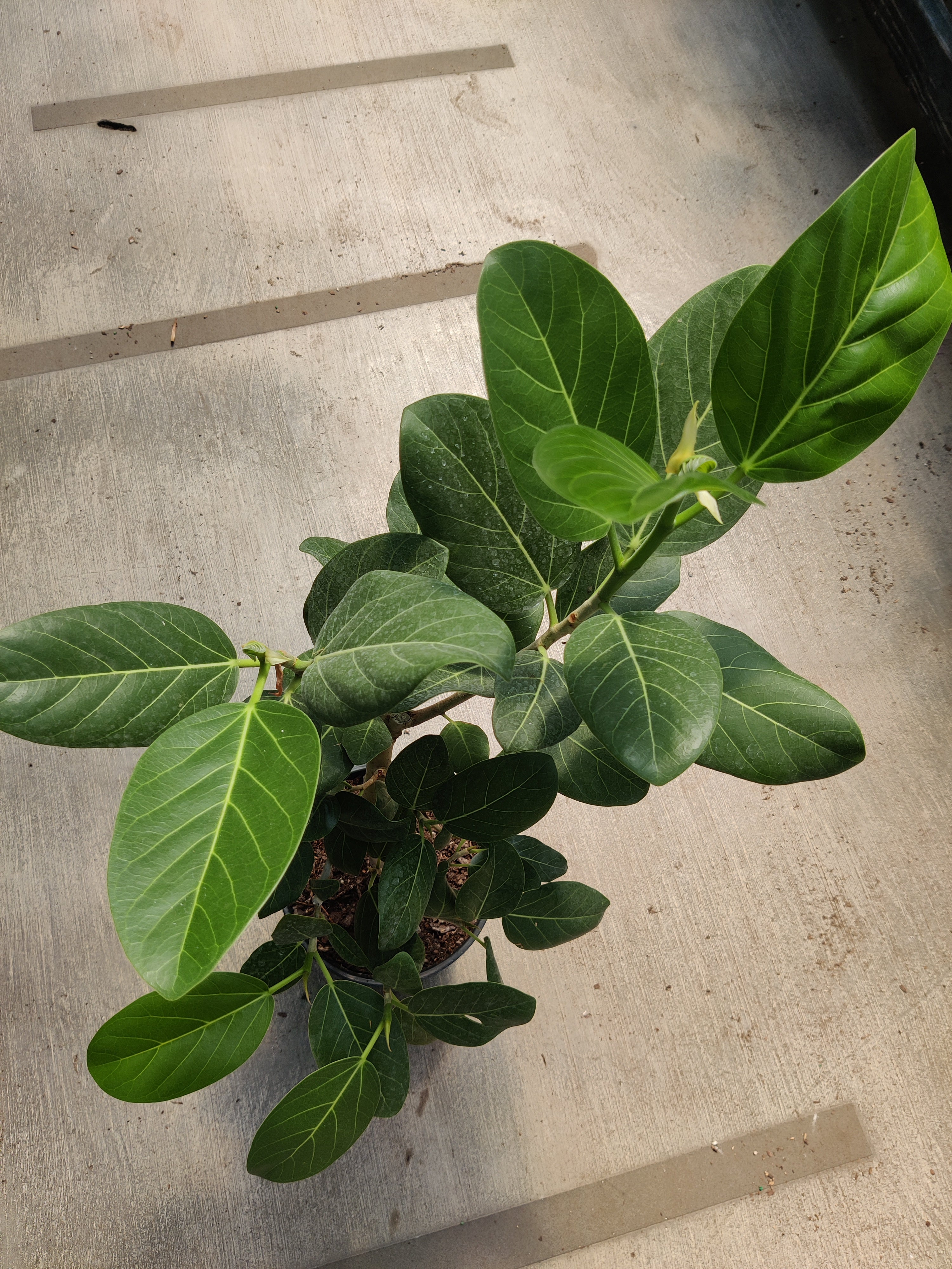 Ficus, Audrey
