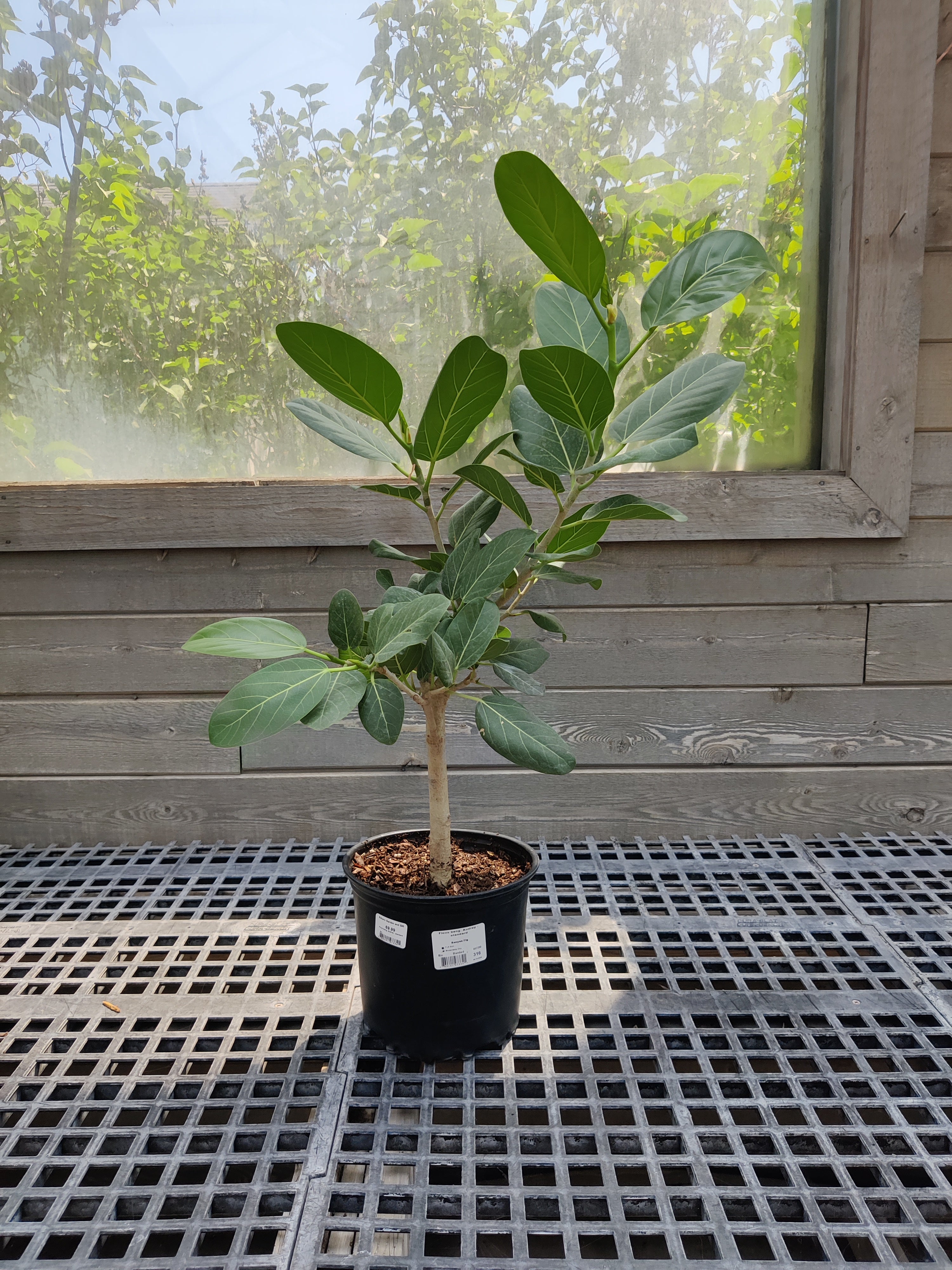 Ficus, Audrey