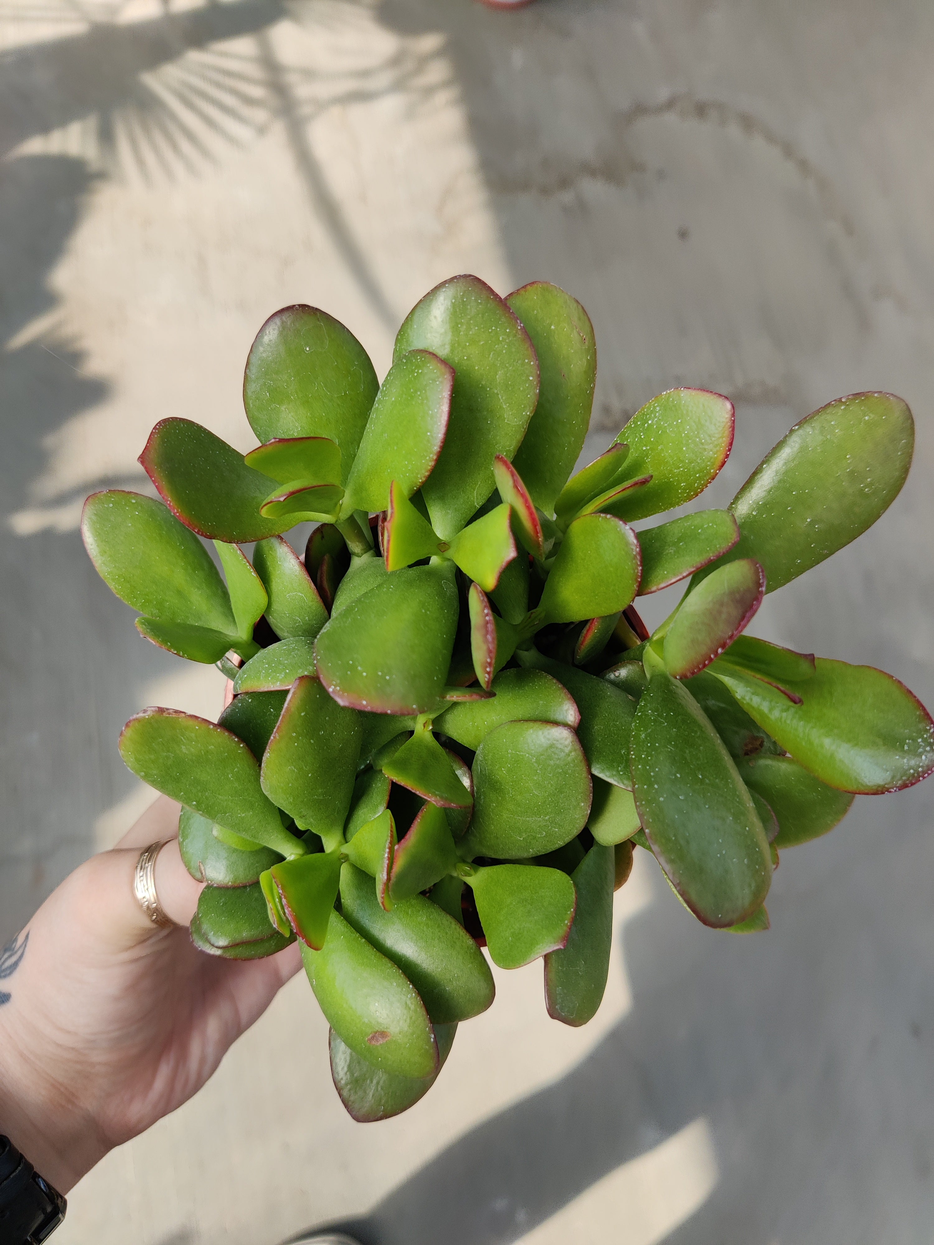 Jade Plant