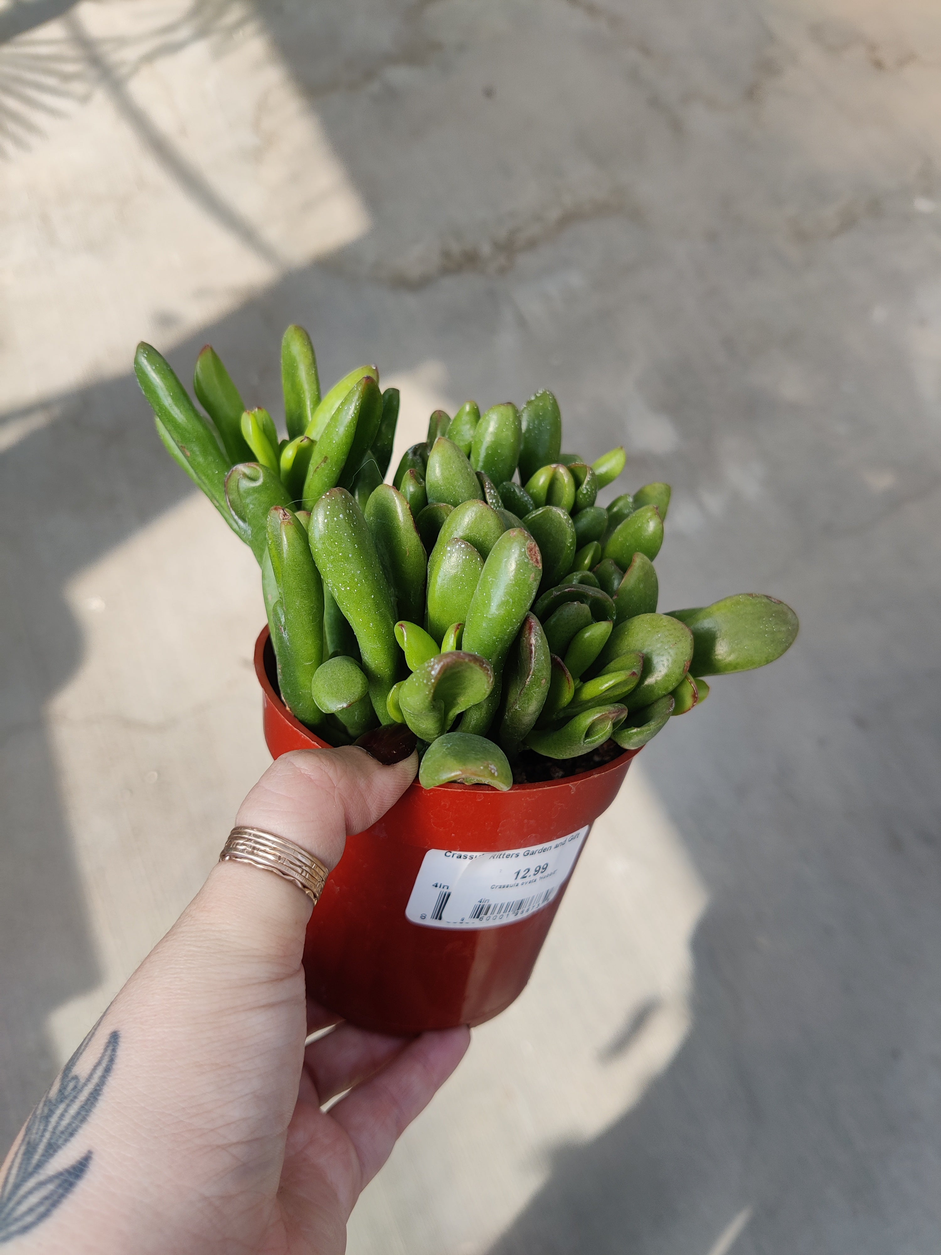 Jade Plant