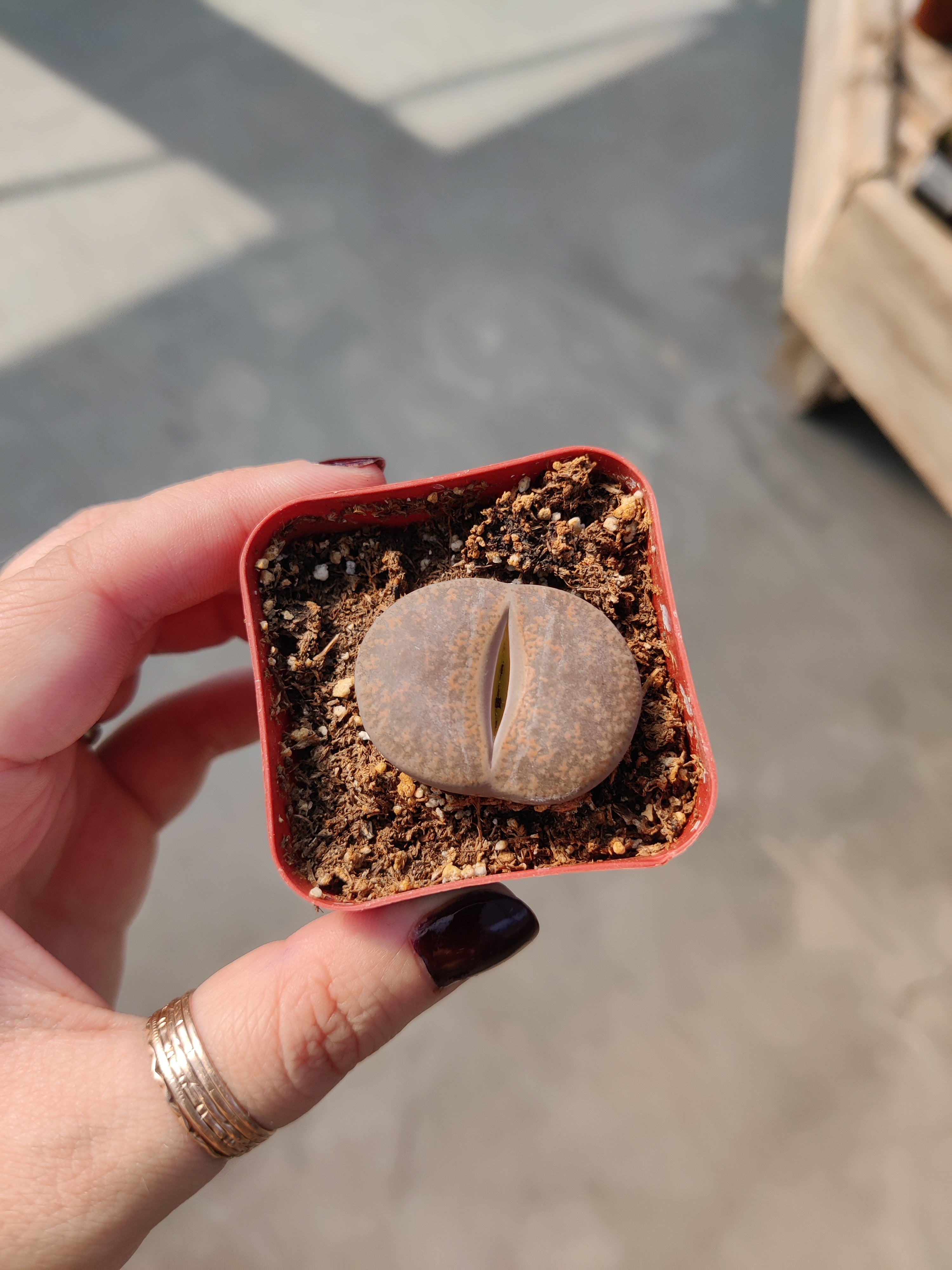 Lithops