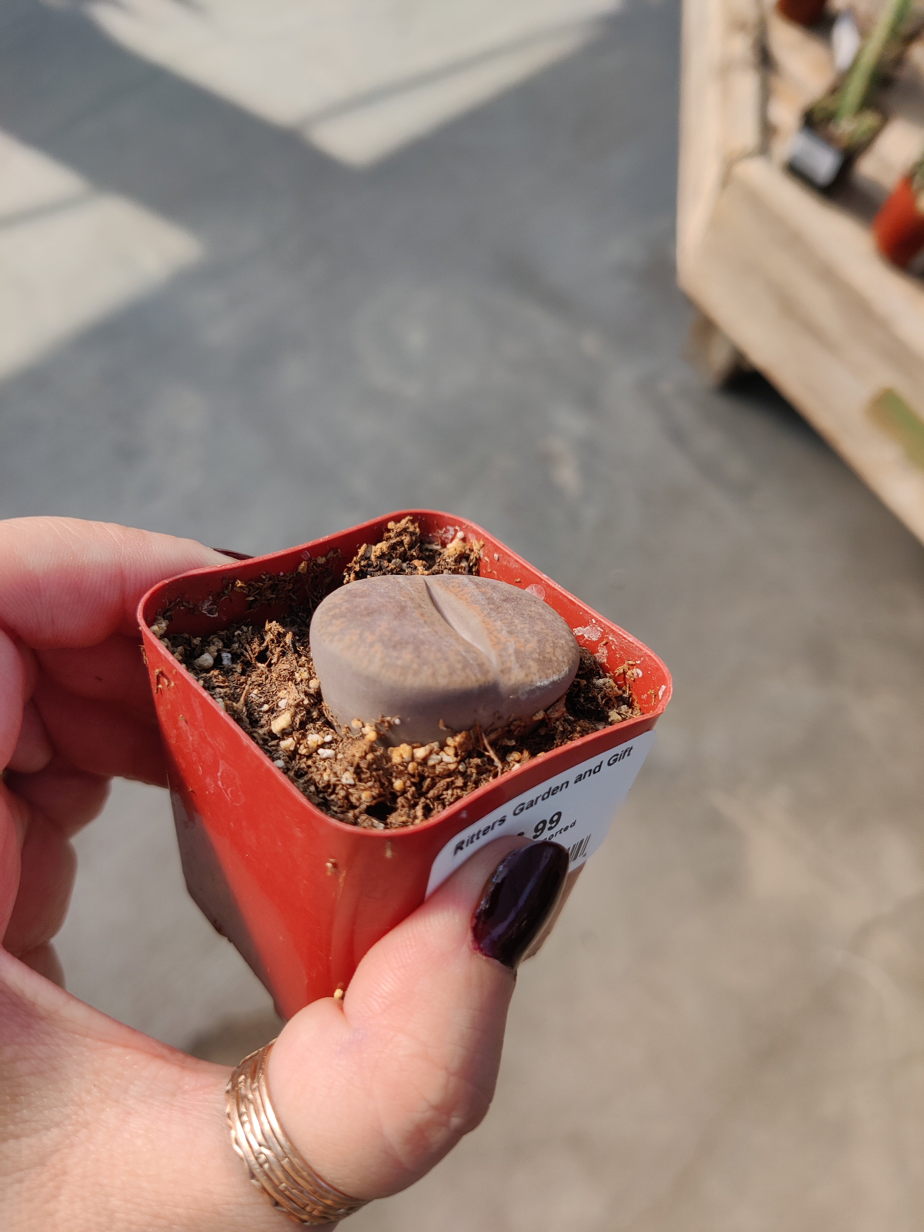 Lithops
