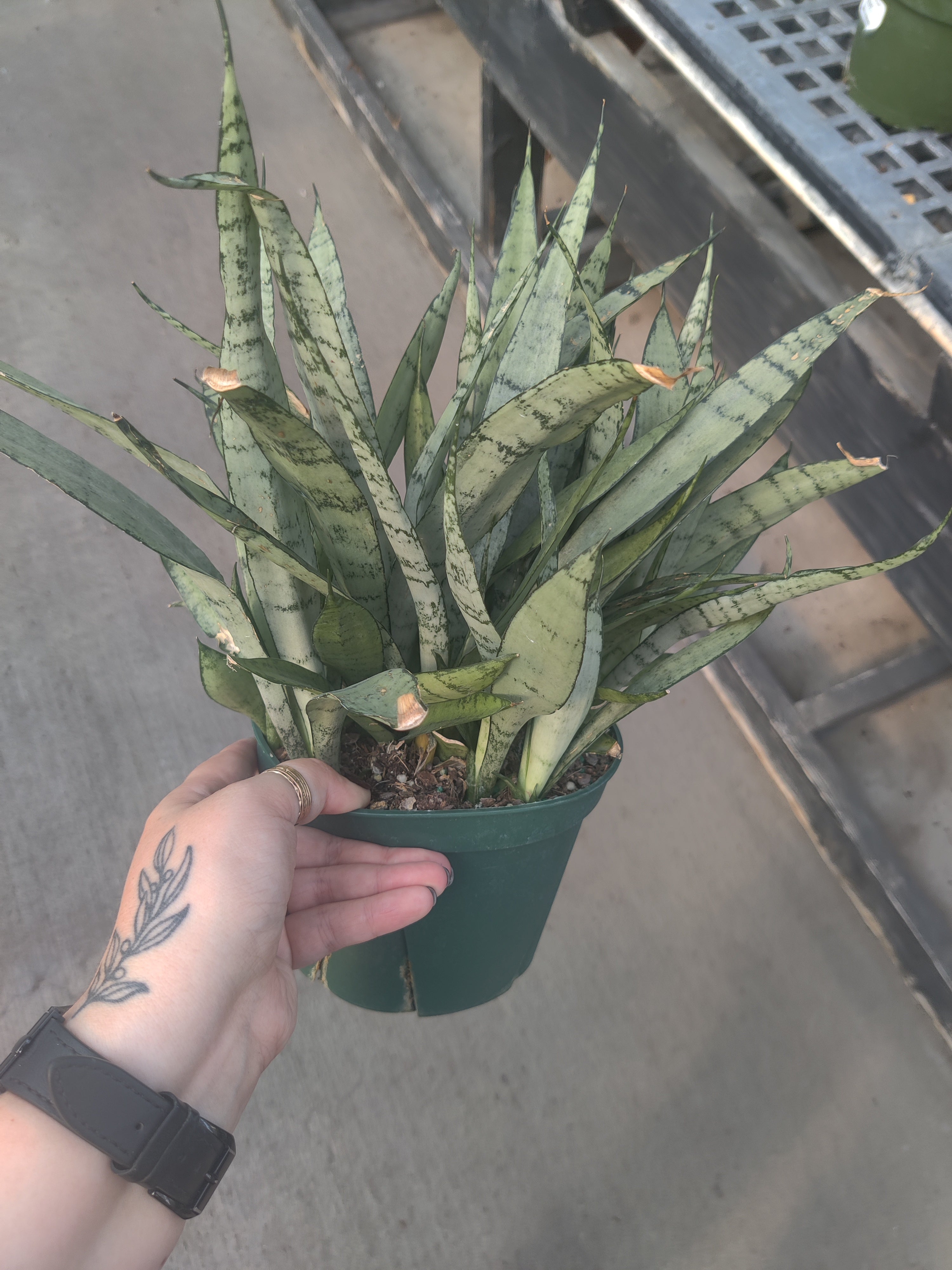 Snake Plant, Silver Streak