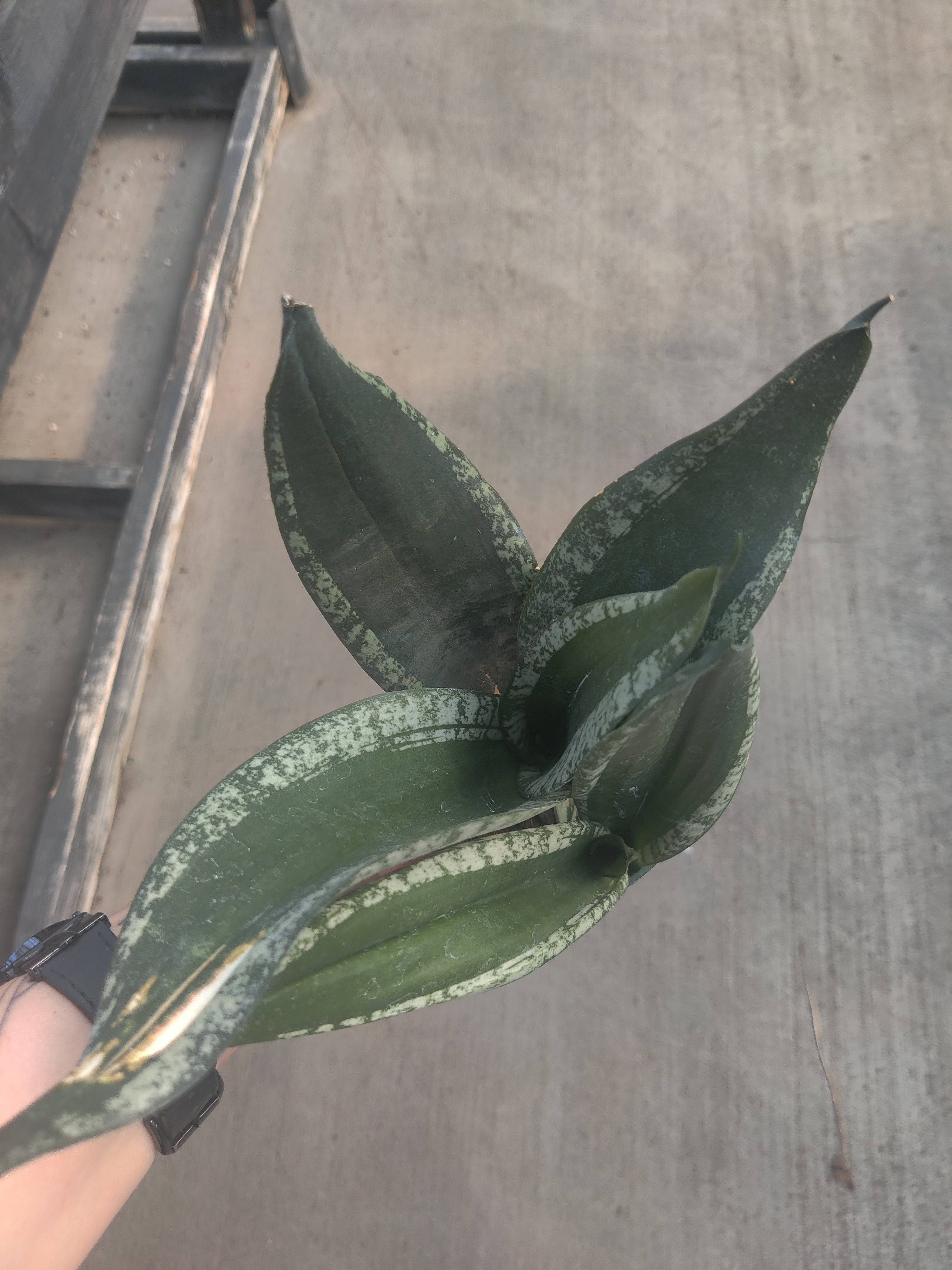 Snake Plant, Whitney