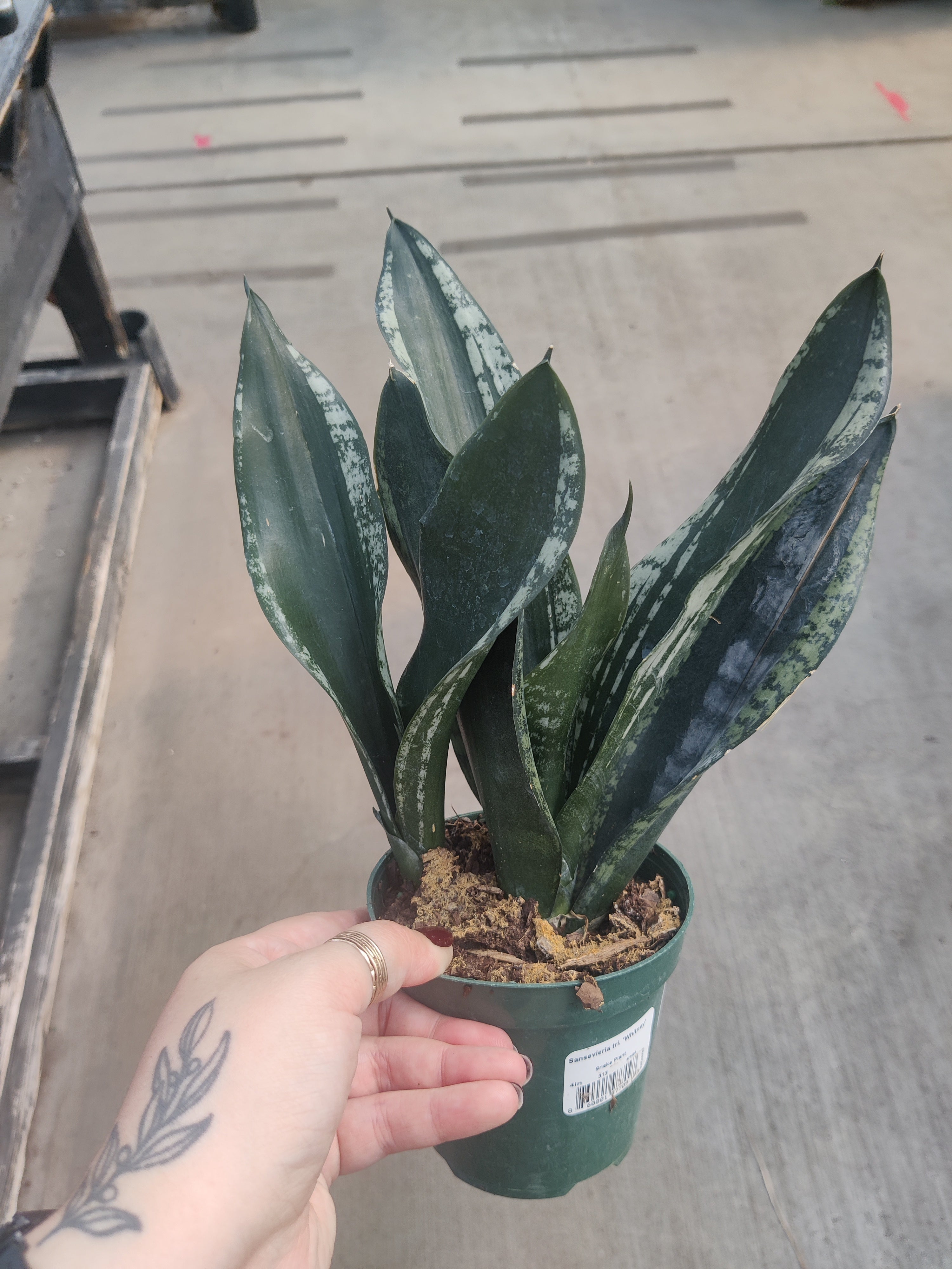Snake Plant, Whitney