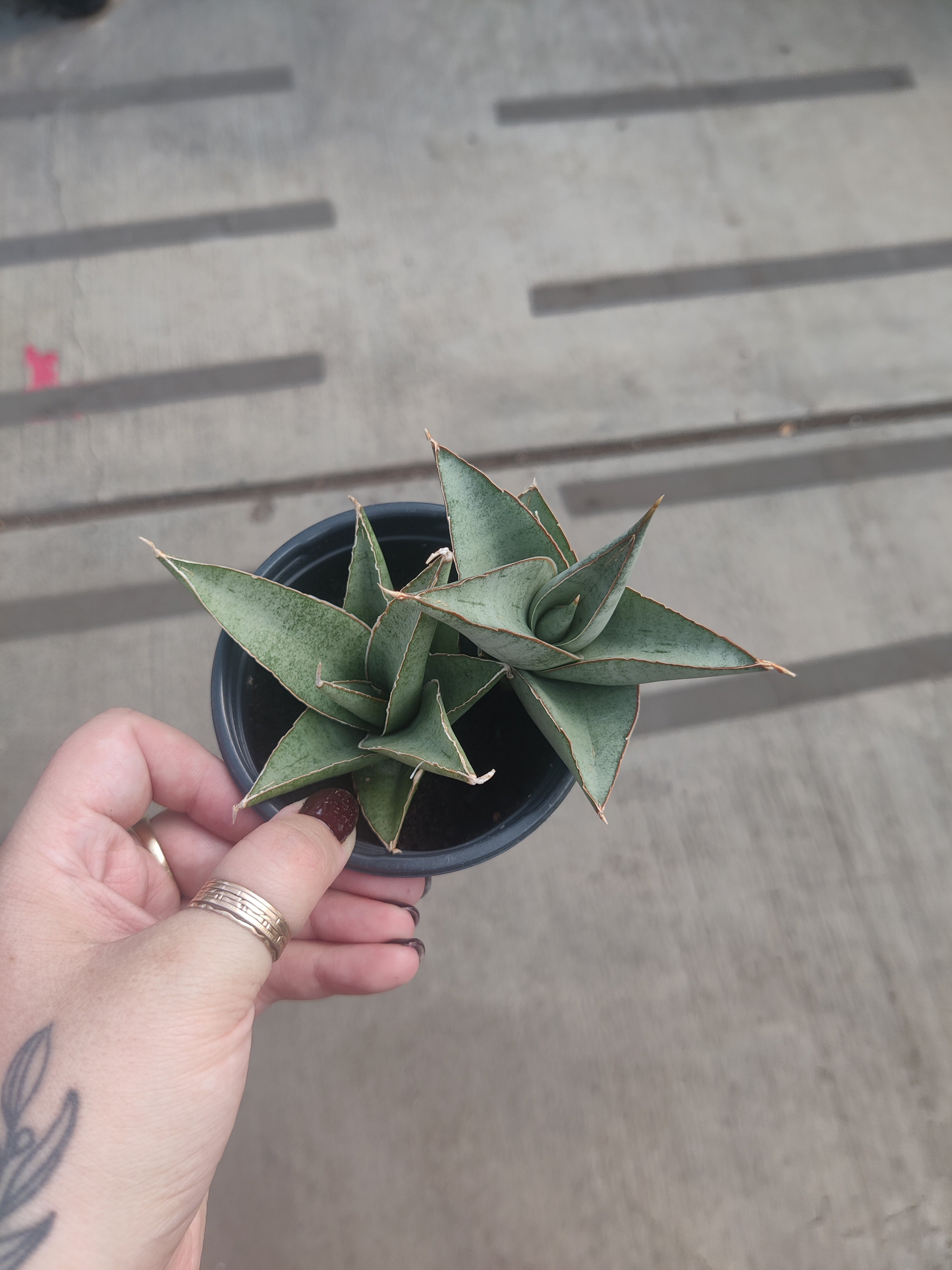 Snake Plant, Tower Grey