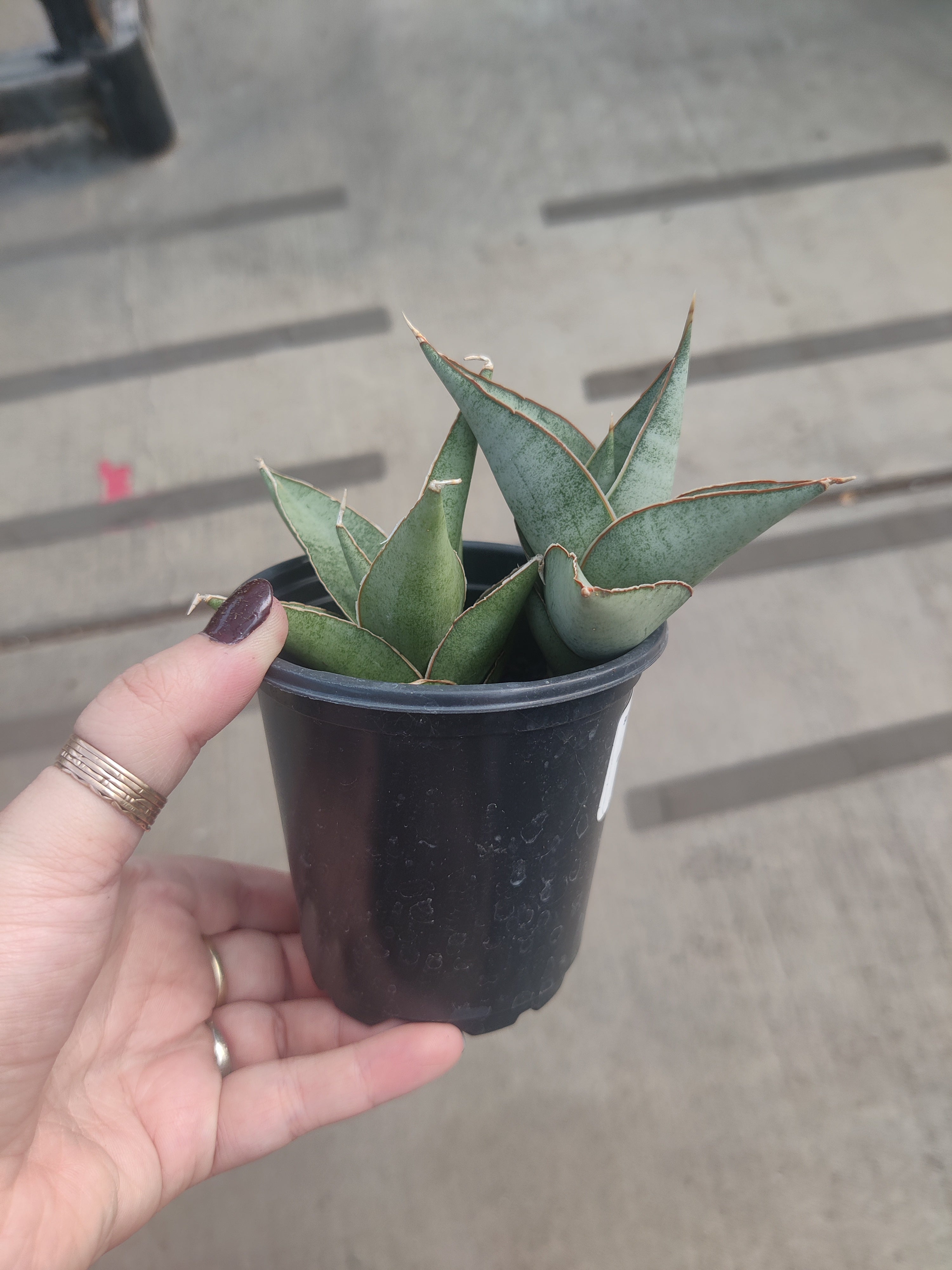 Snake Plant, Tower Grey