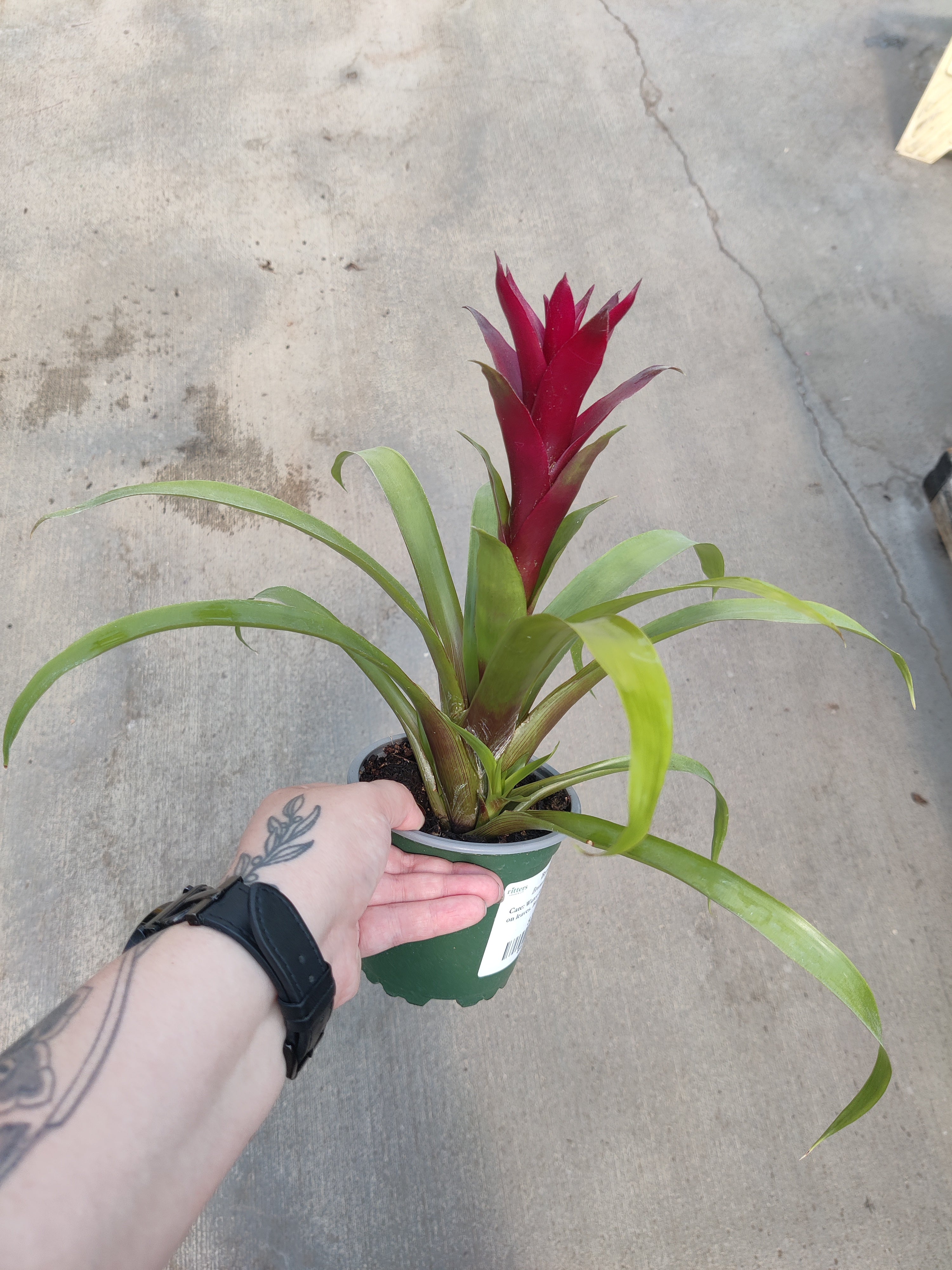 Bromeliad