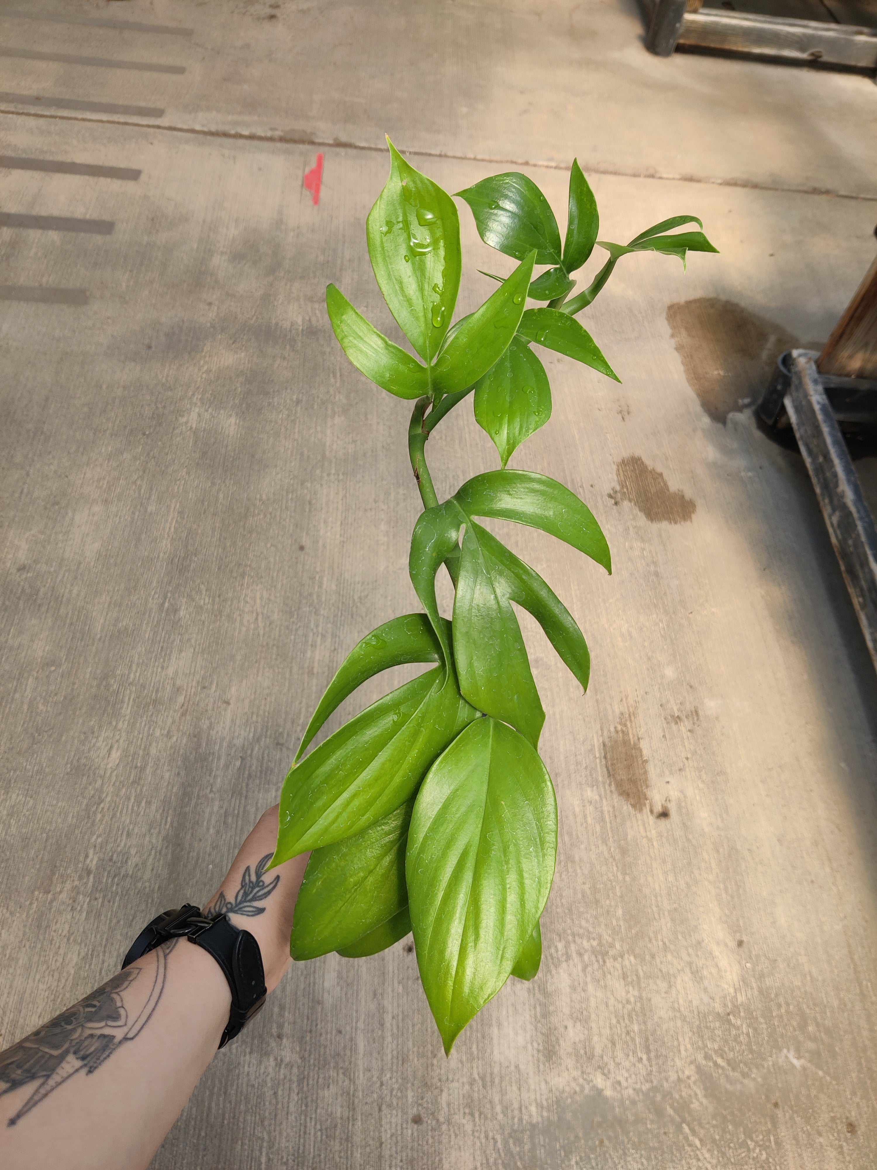 Dragon Tail Plant