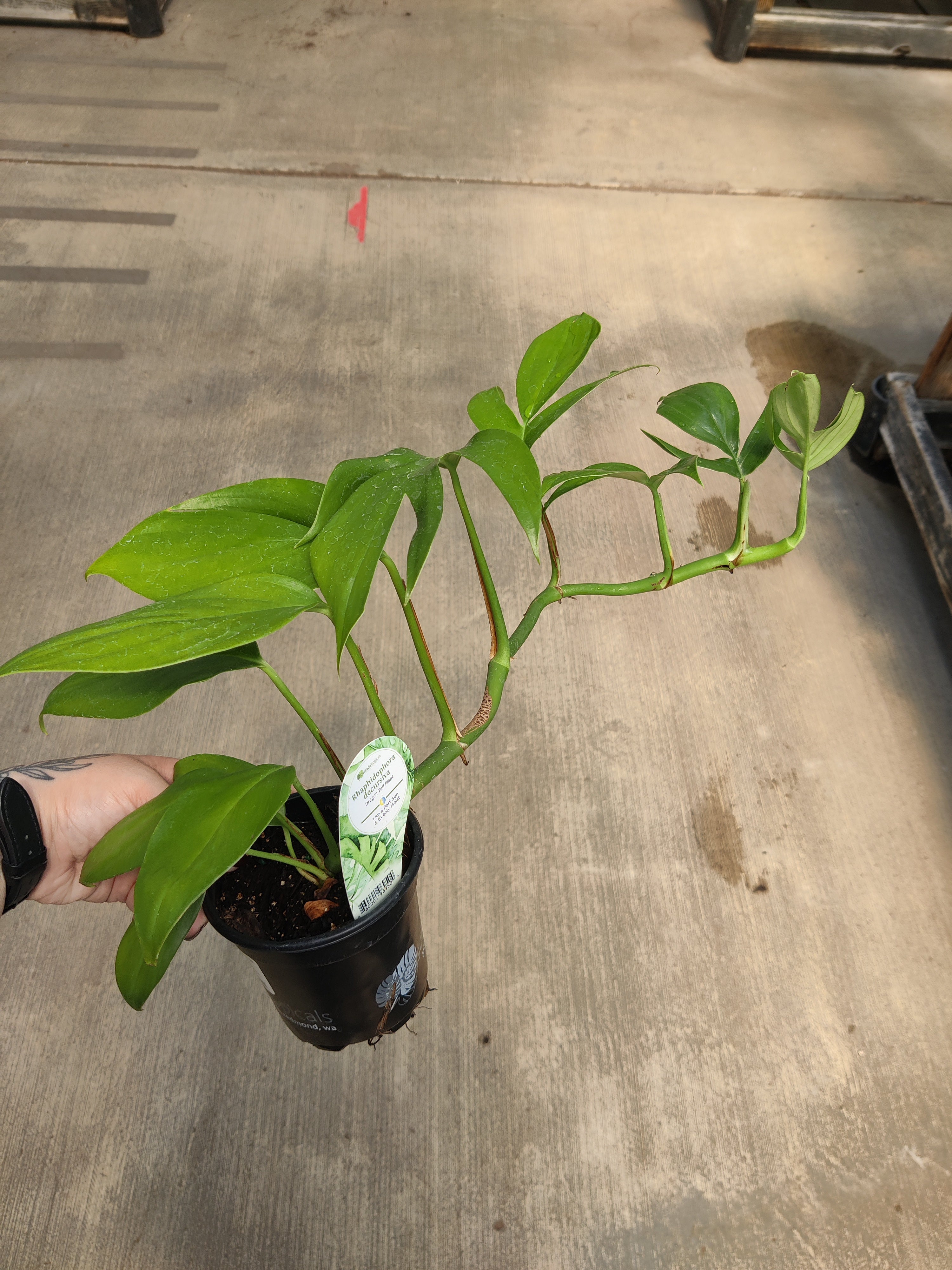 Dragon Tail Plant