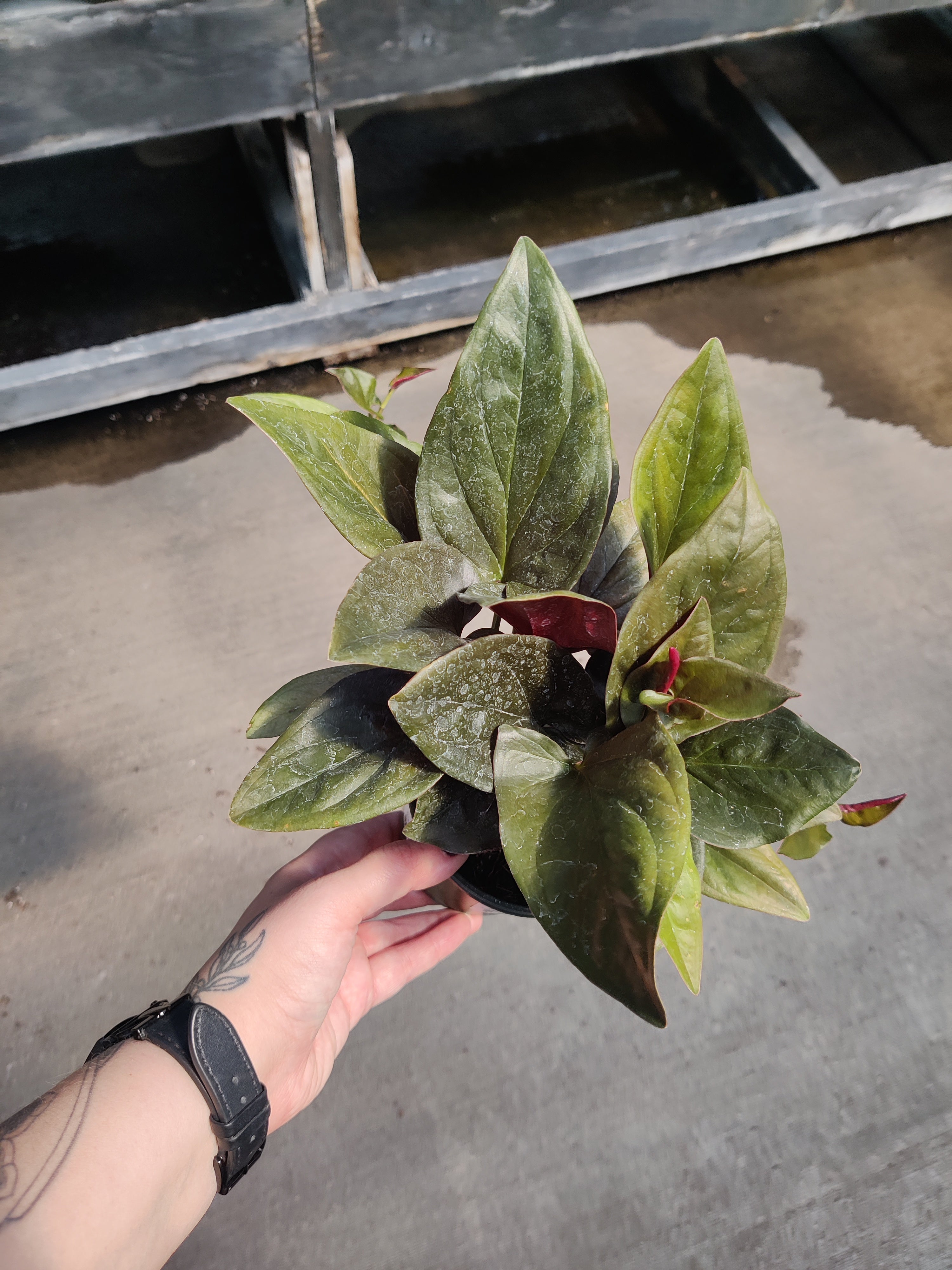 Syngonium, Red Arrow