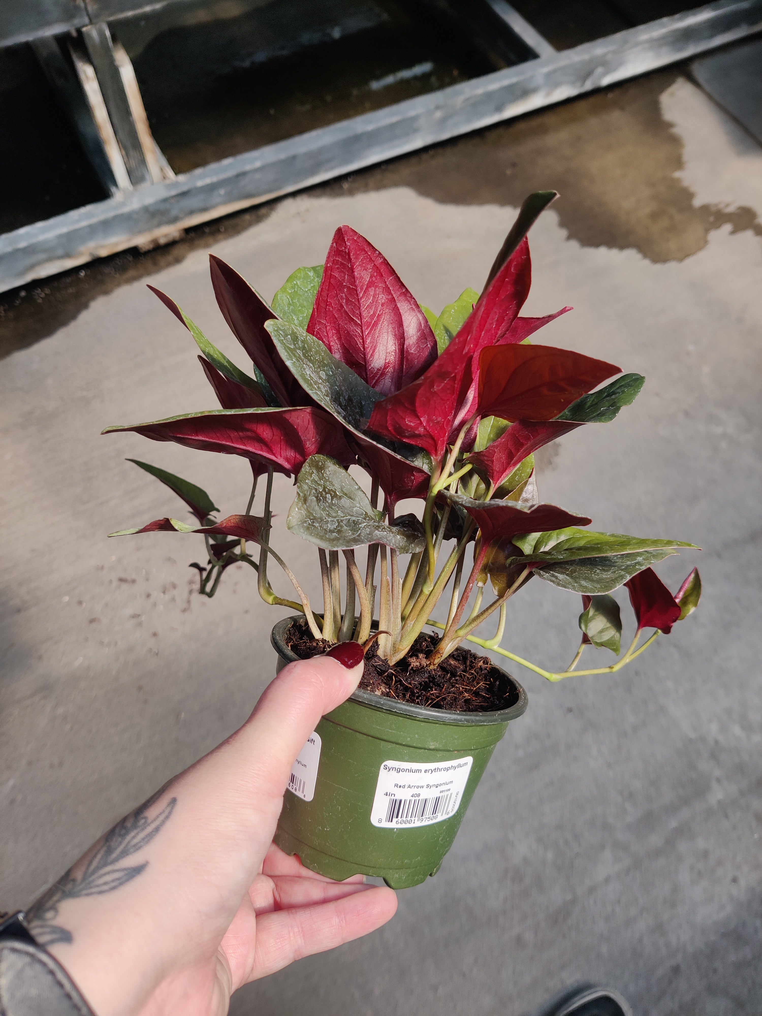 Syngonium, Red Arrow