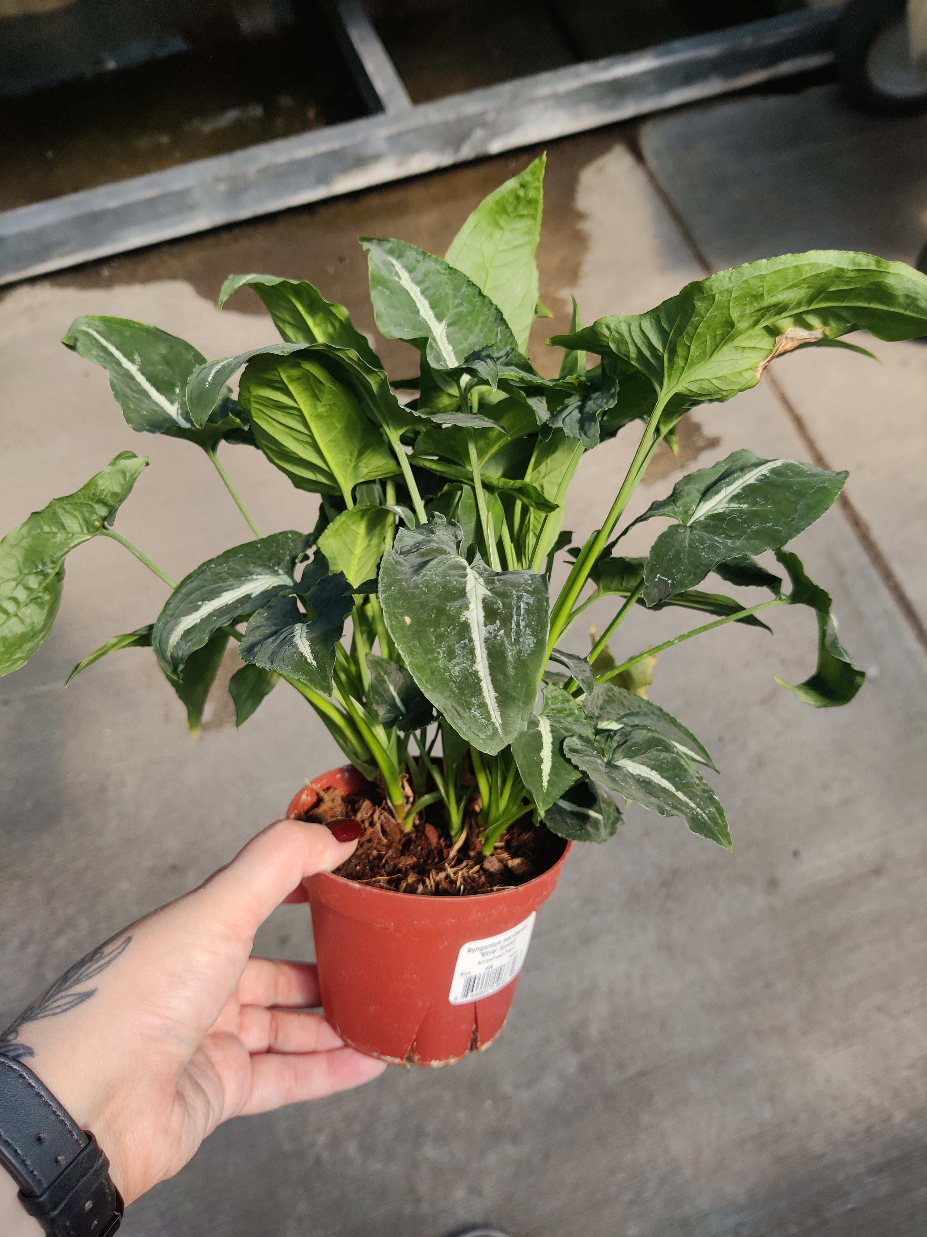Syngonium, Silver Goose