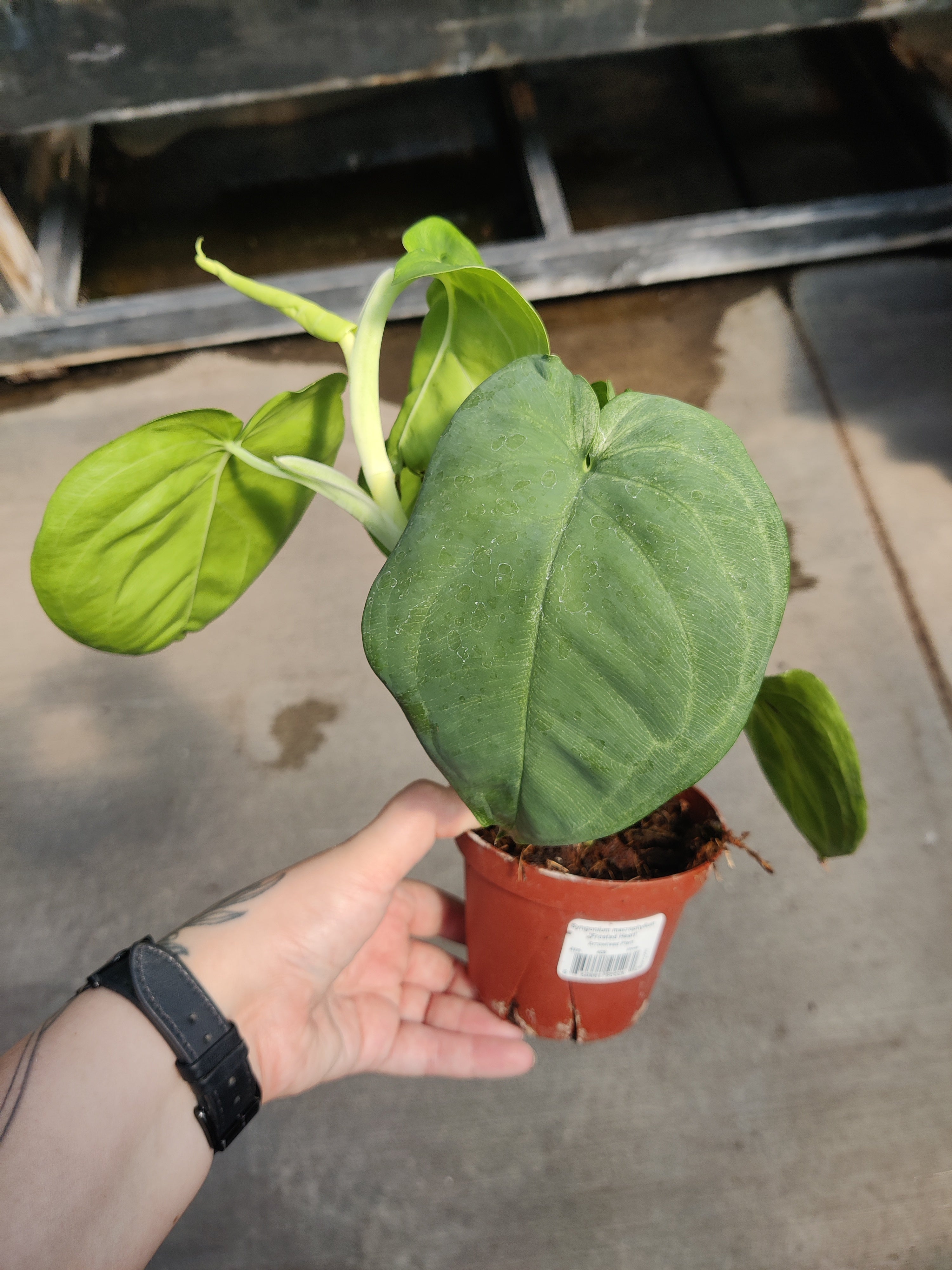 Syngonium, Frosted Heart