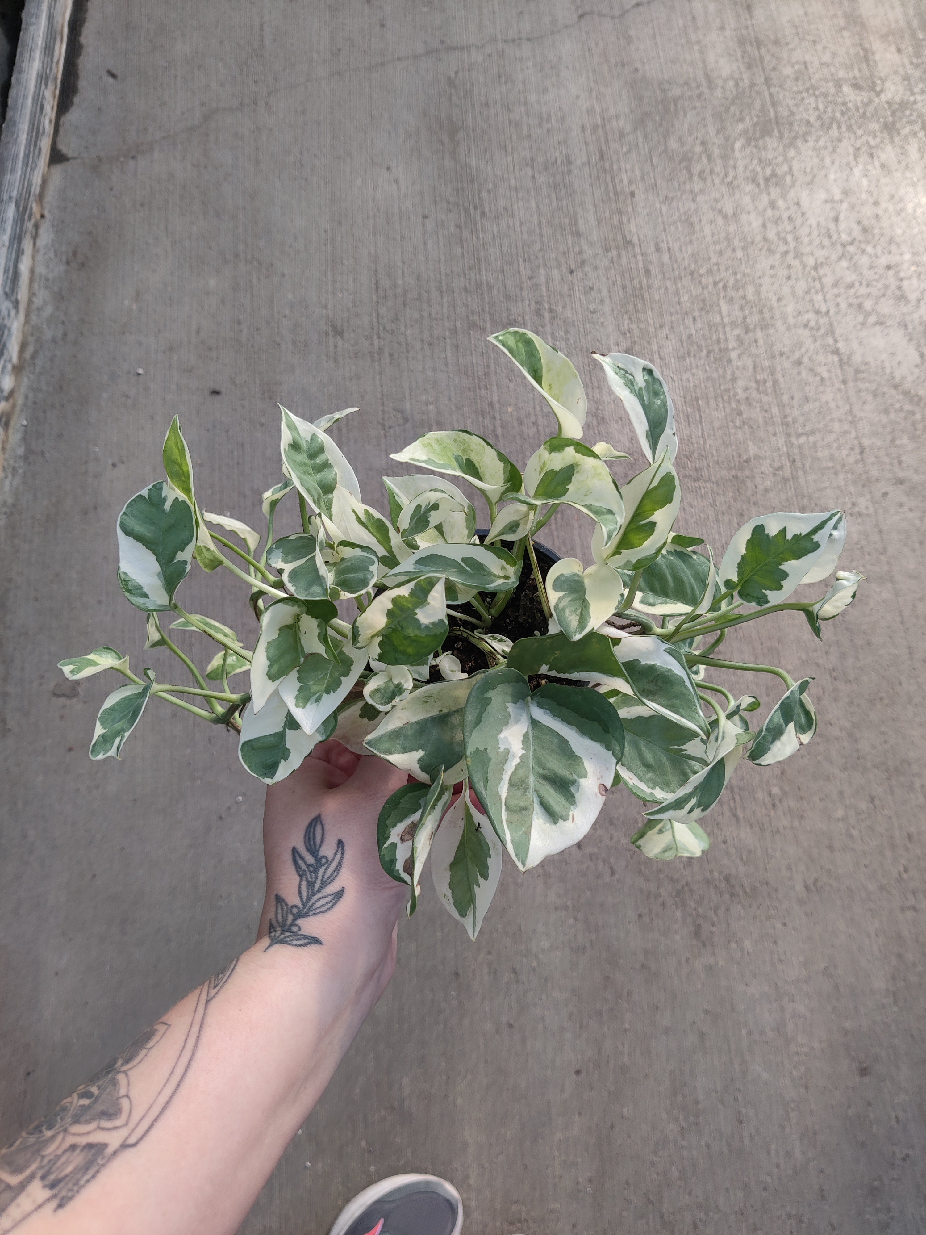 Pothos, Pearls and Jade