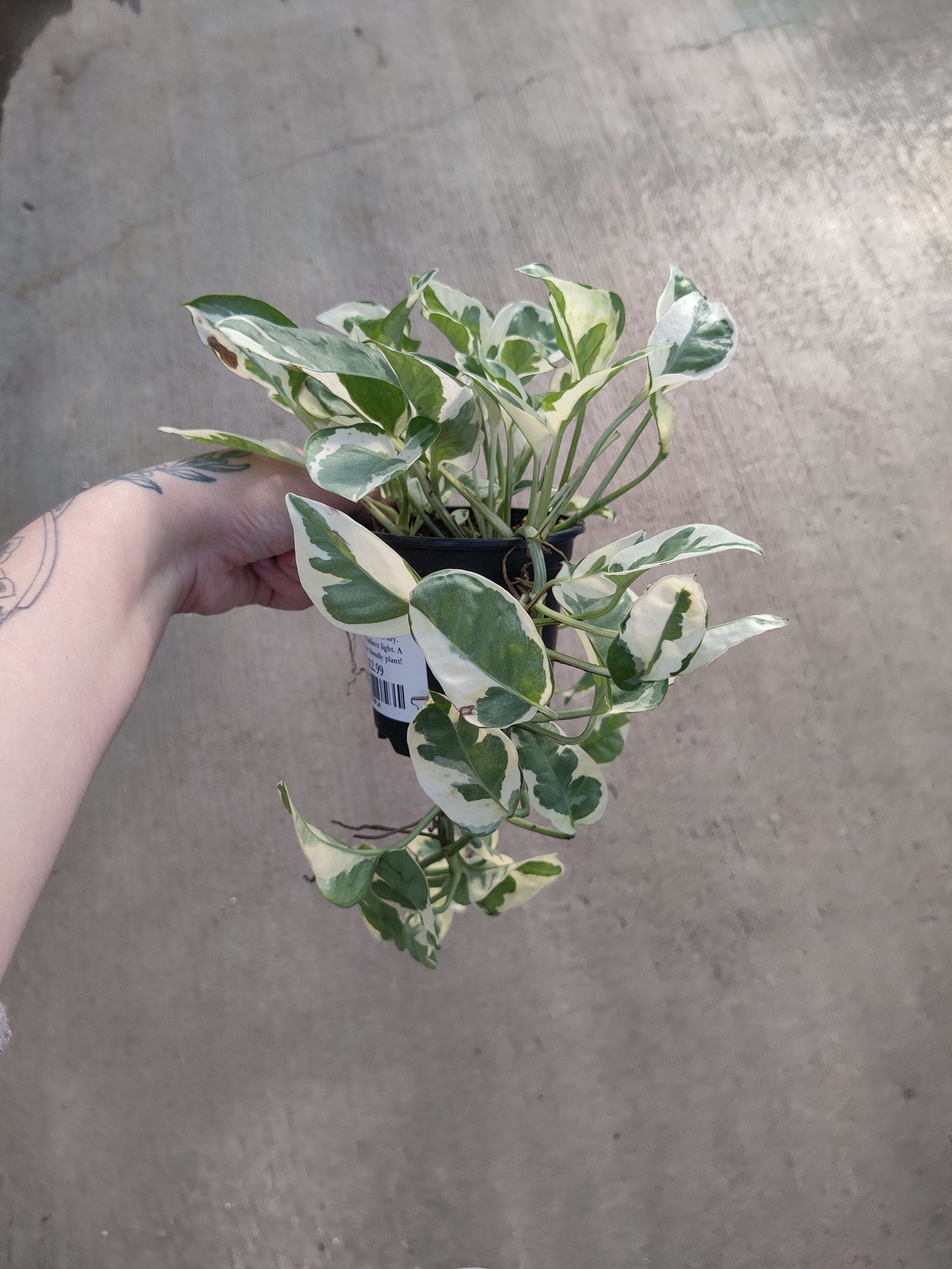 Pothos, Pearls and Jade