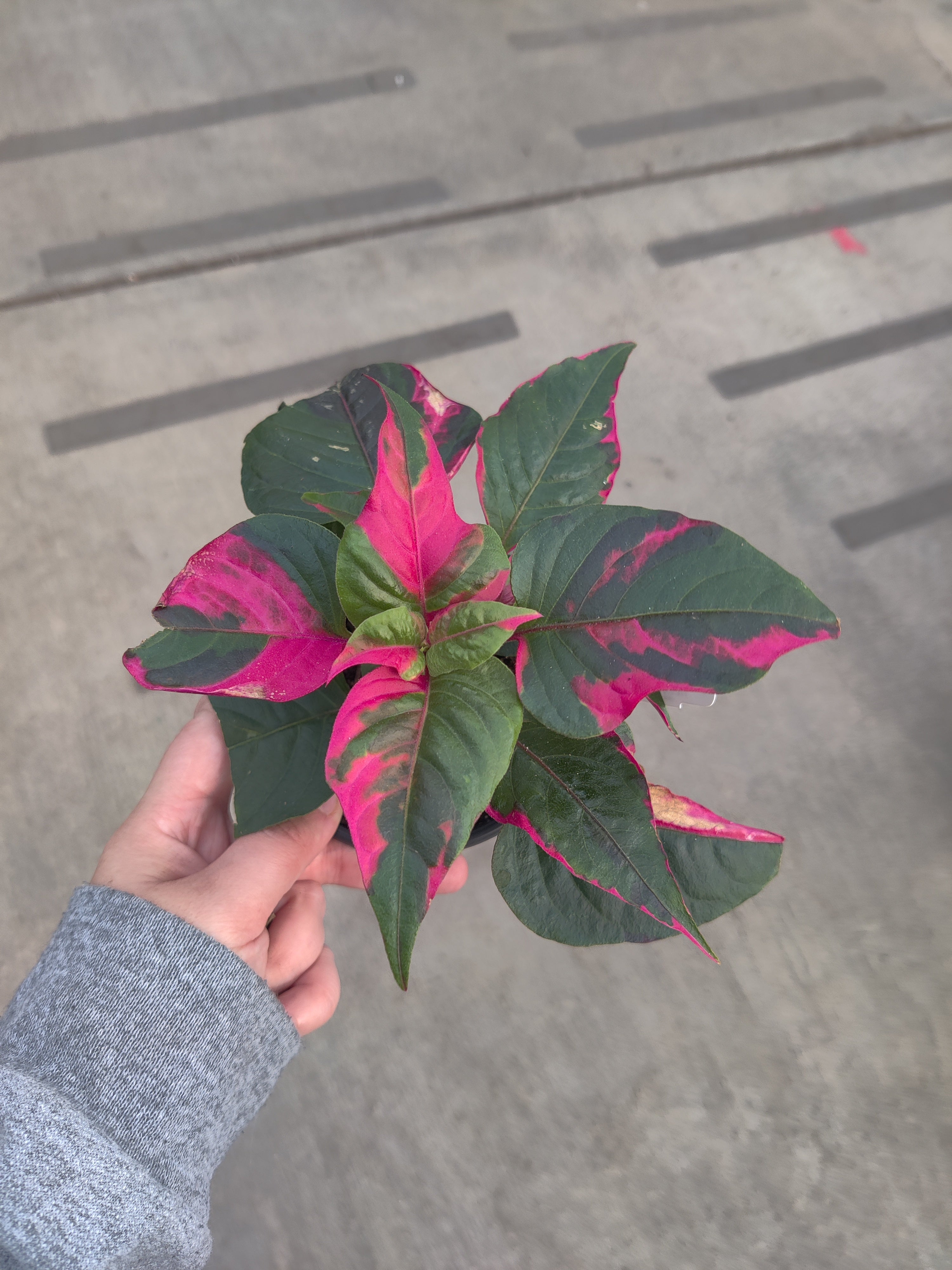 Alternanthera, Party Time