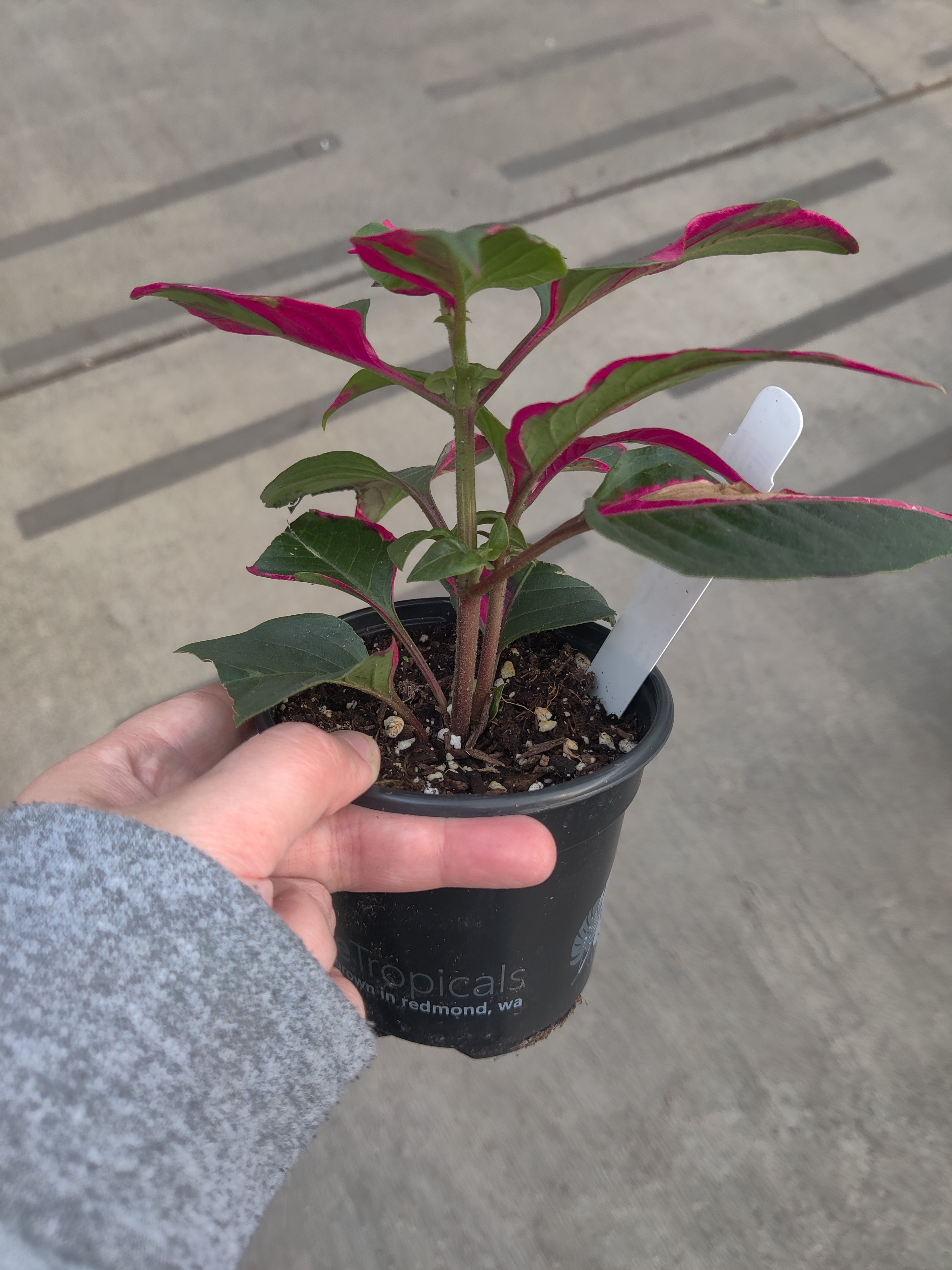 Alternanthera, Party Time