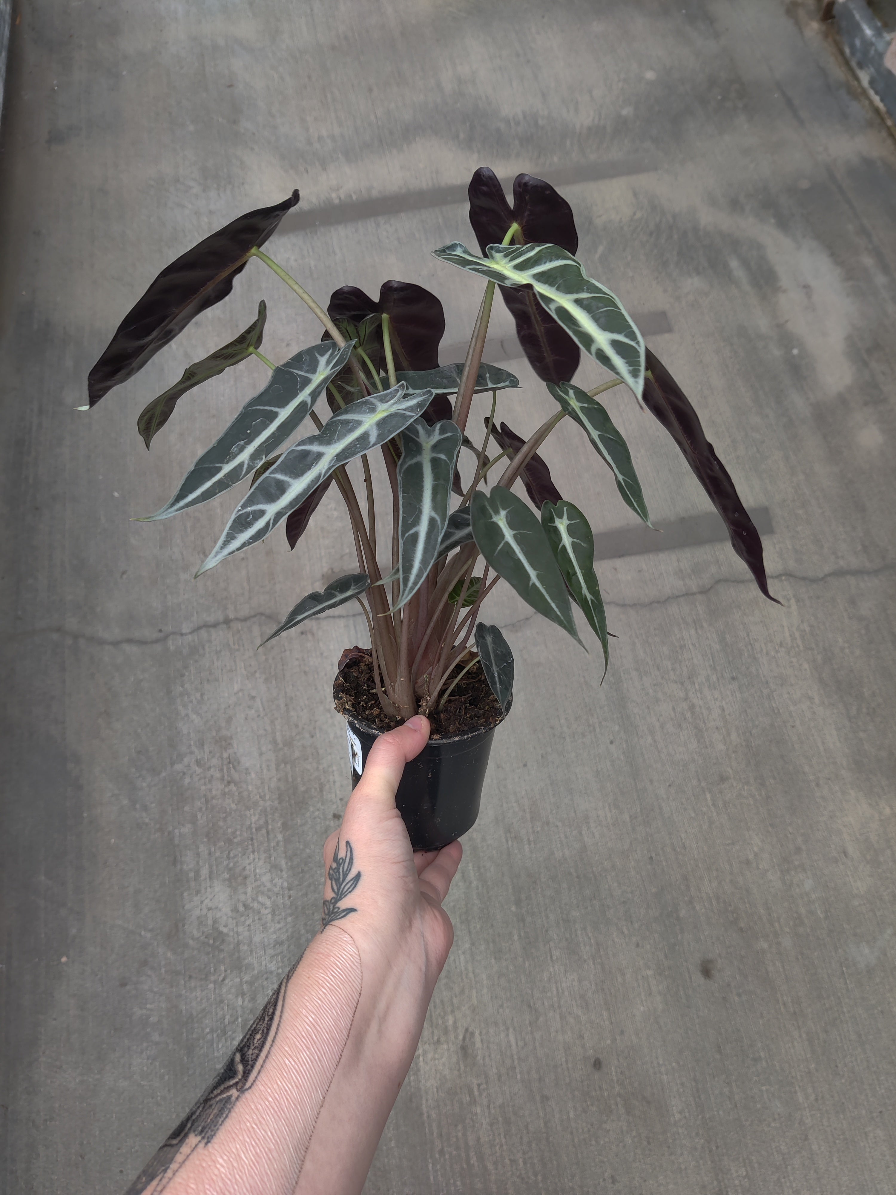 Alocasia, Bambino
