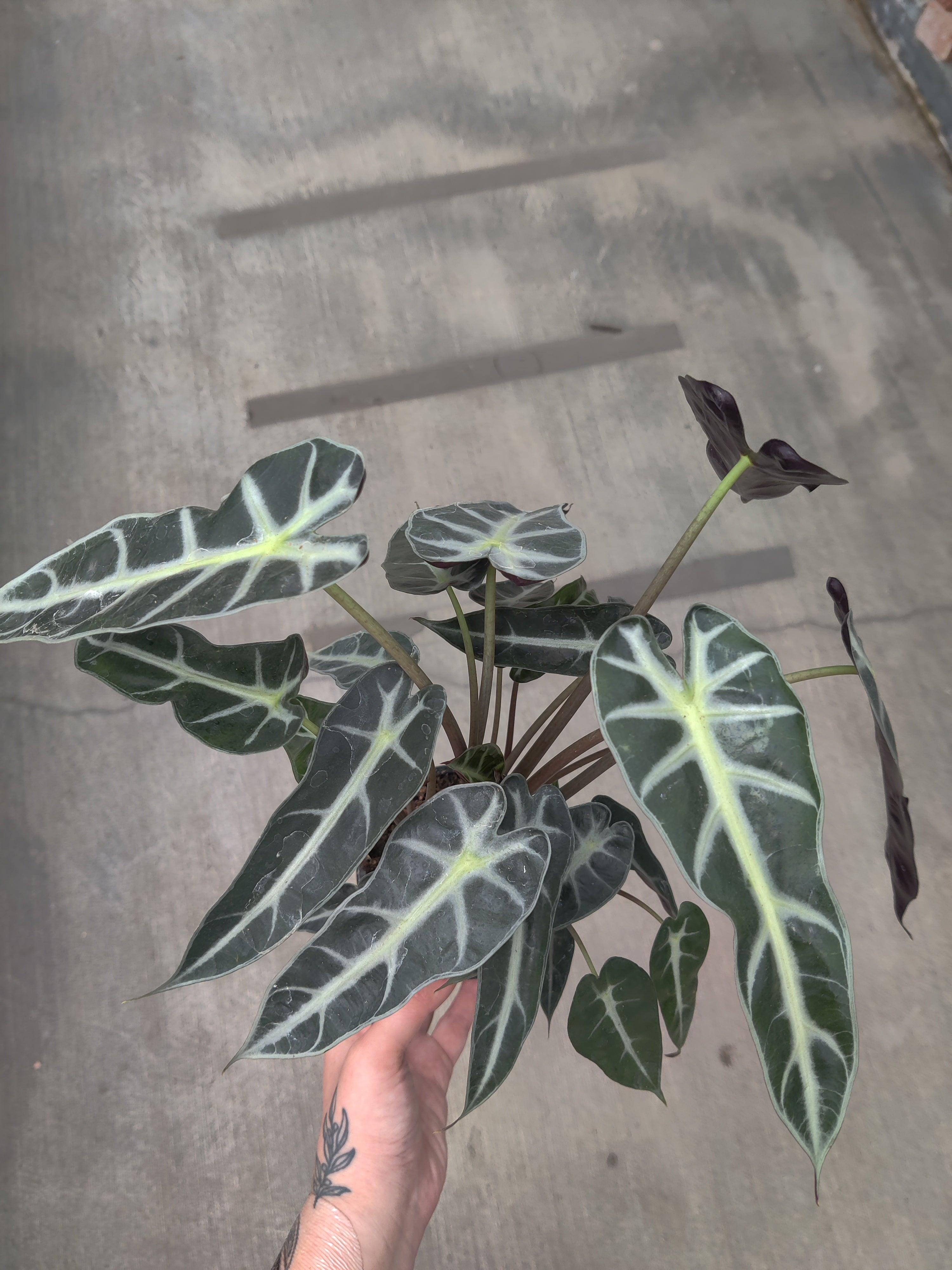 Alocasia, Bambino