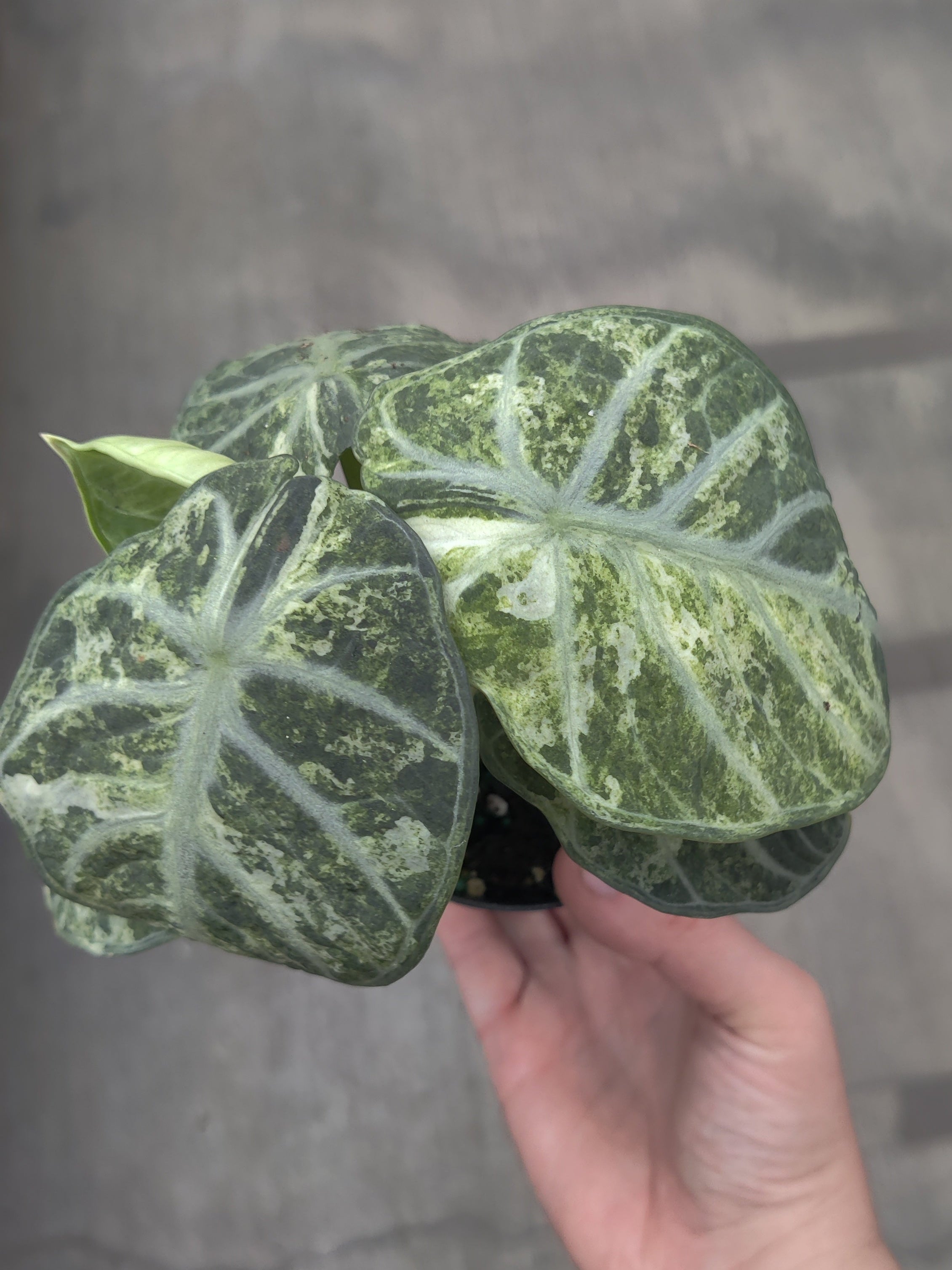Alocasia, Ninja Tricolor