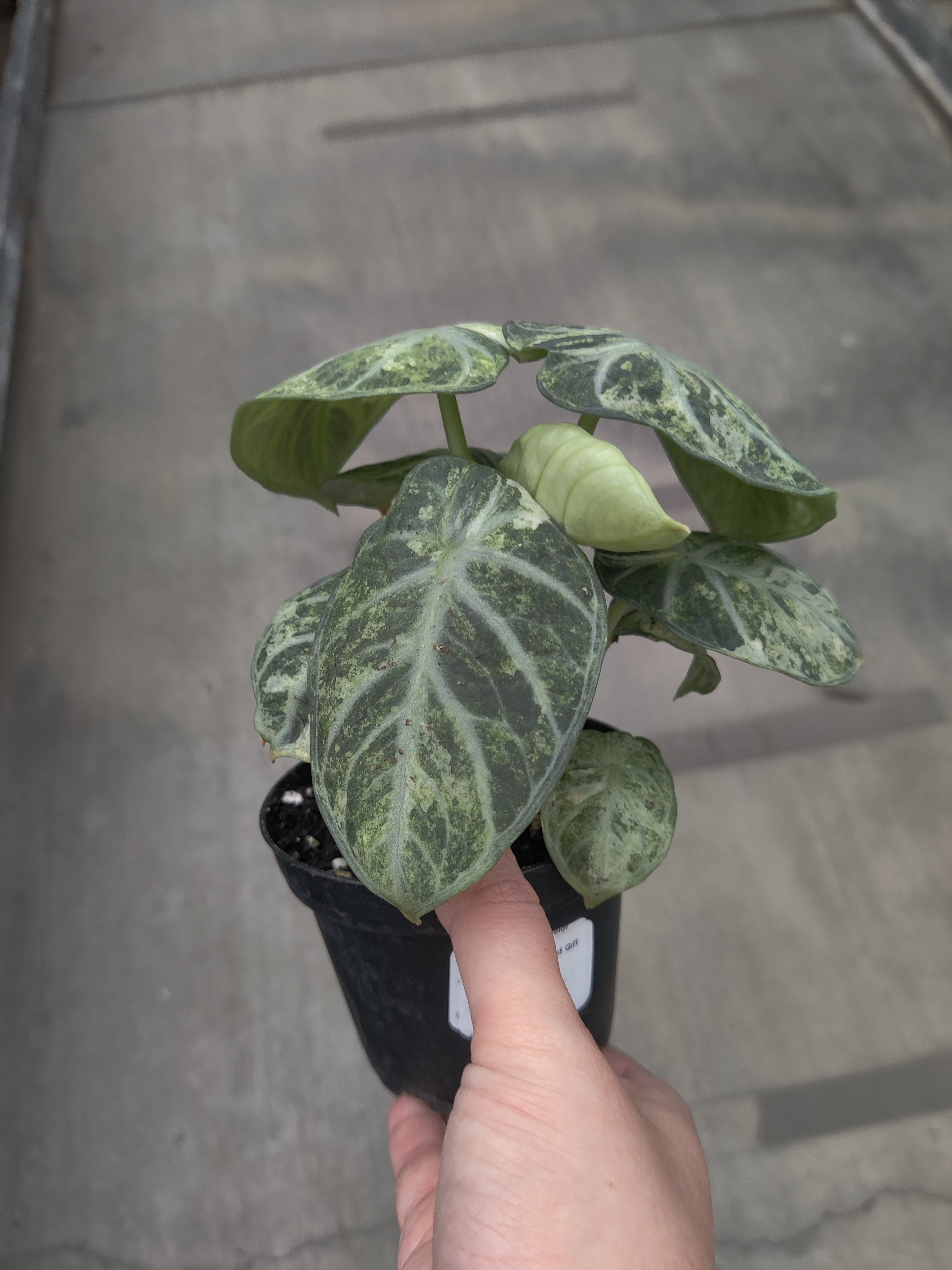 Alocasia, Ninja Tricolor