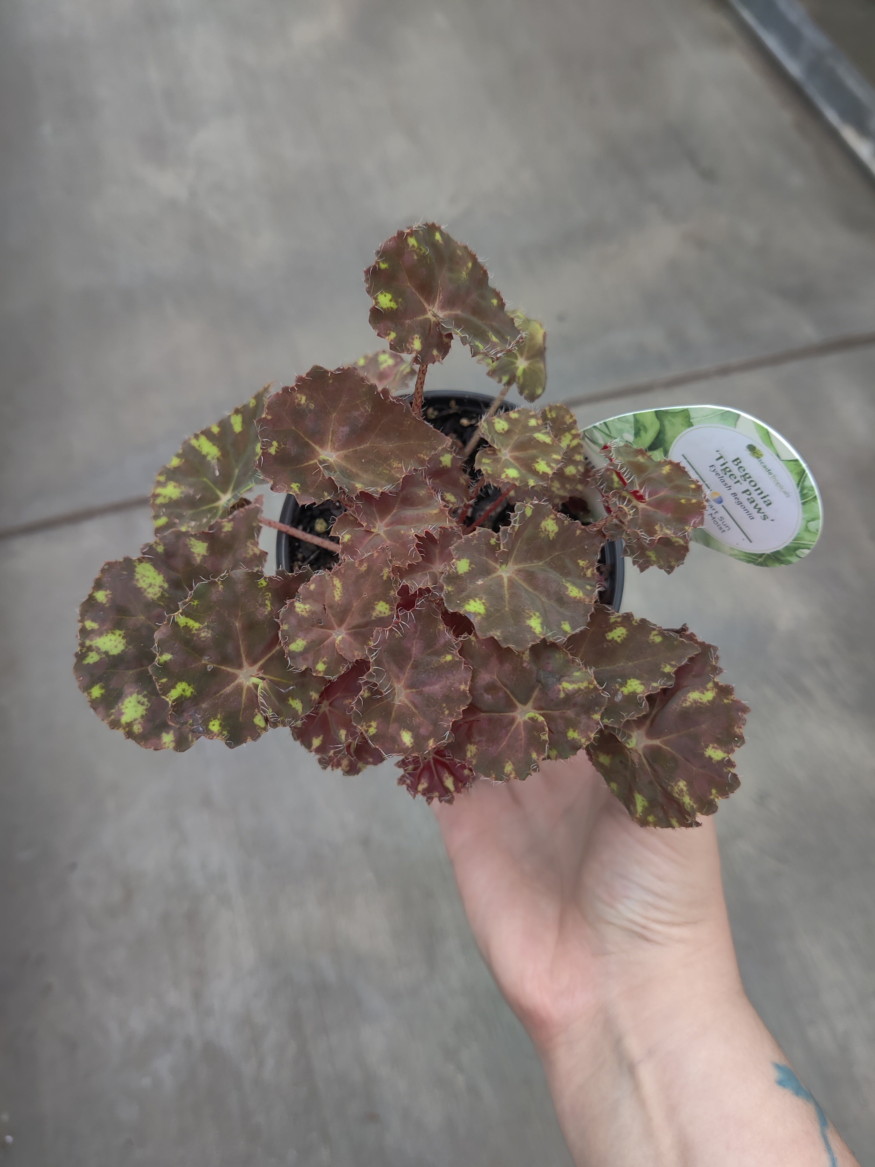 Begonia, Tiger Paws