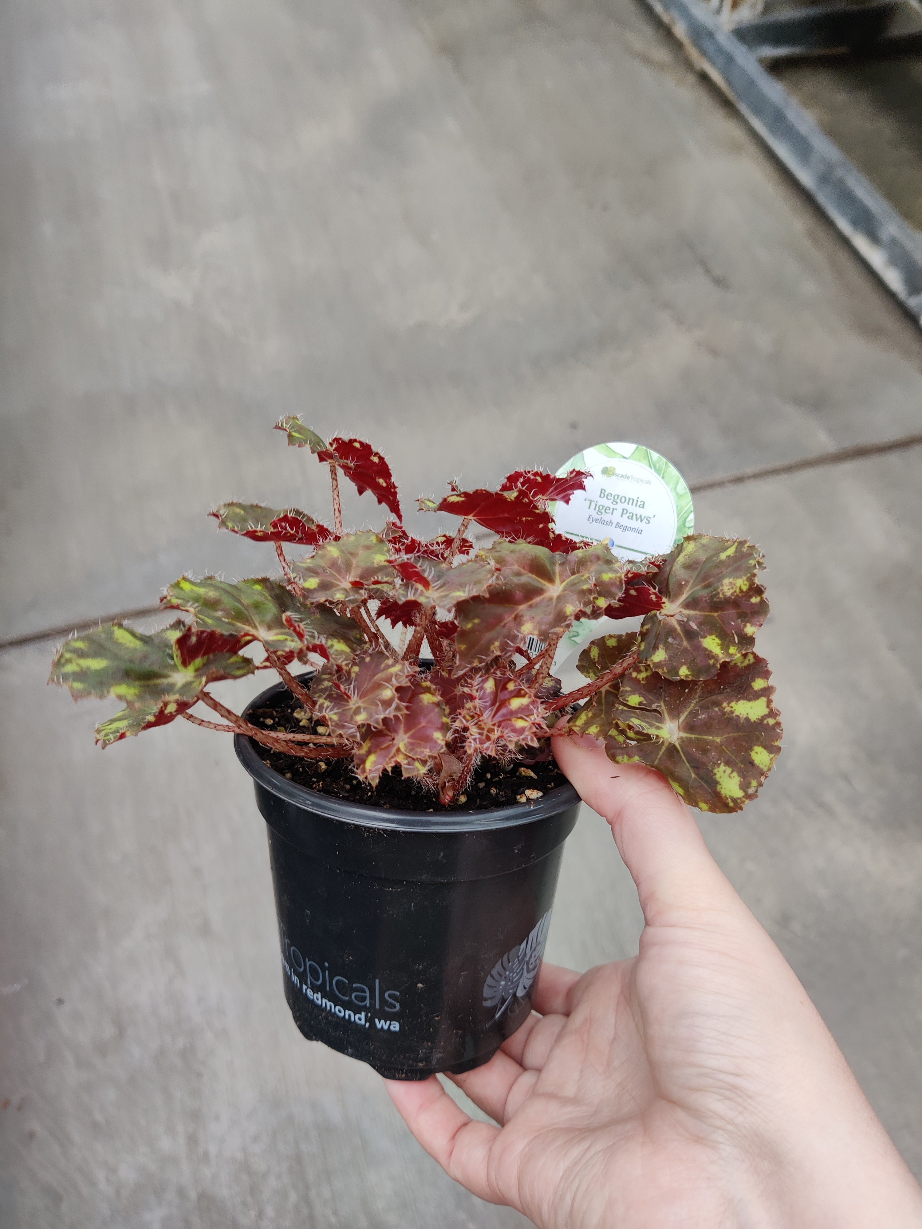 Begonia, Tiger Paws