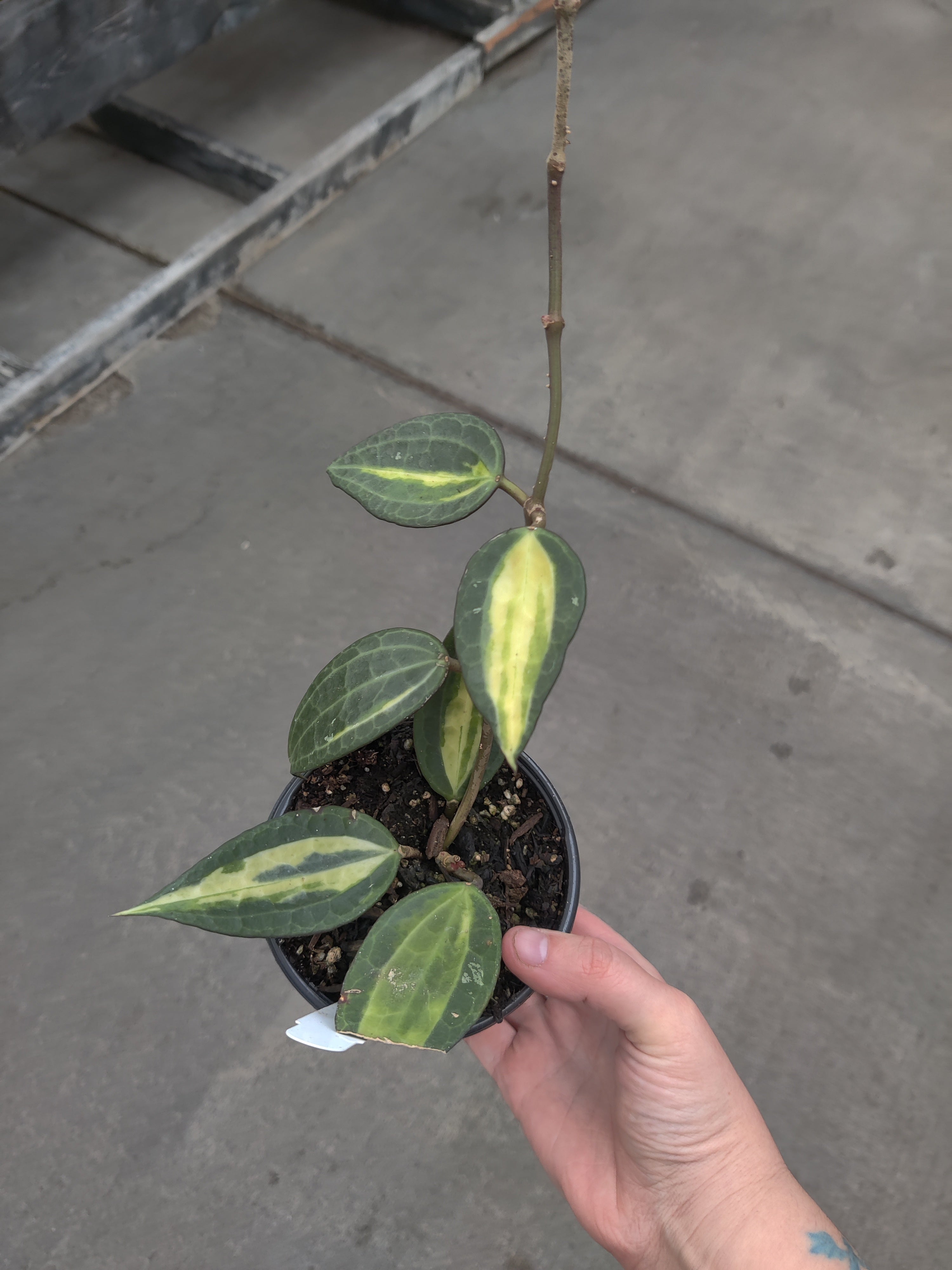 Hoya, Pot of Gold