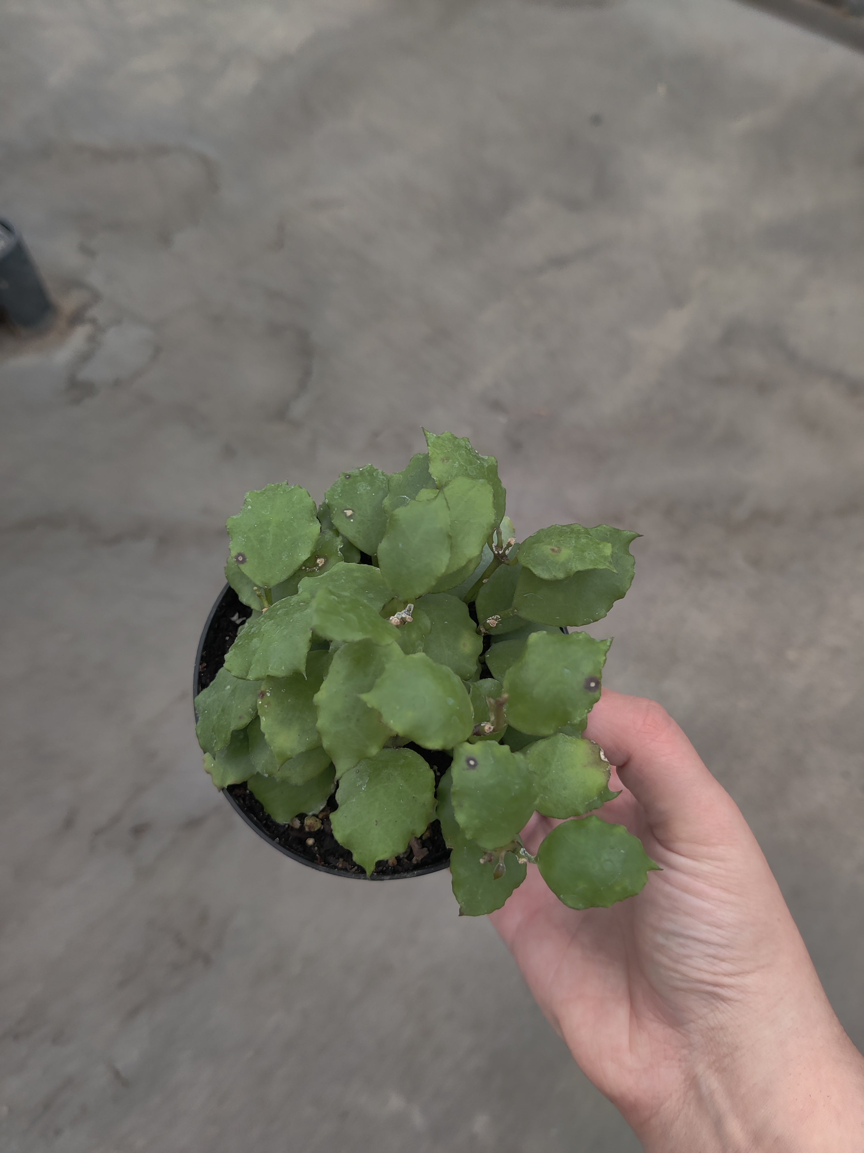 Hoya, Endauensis