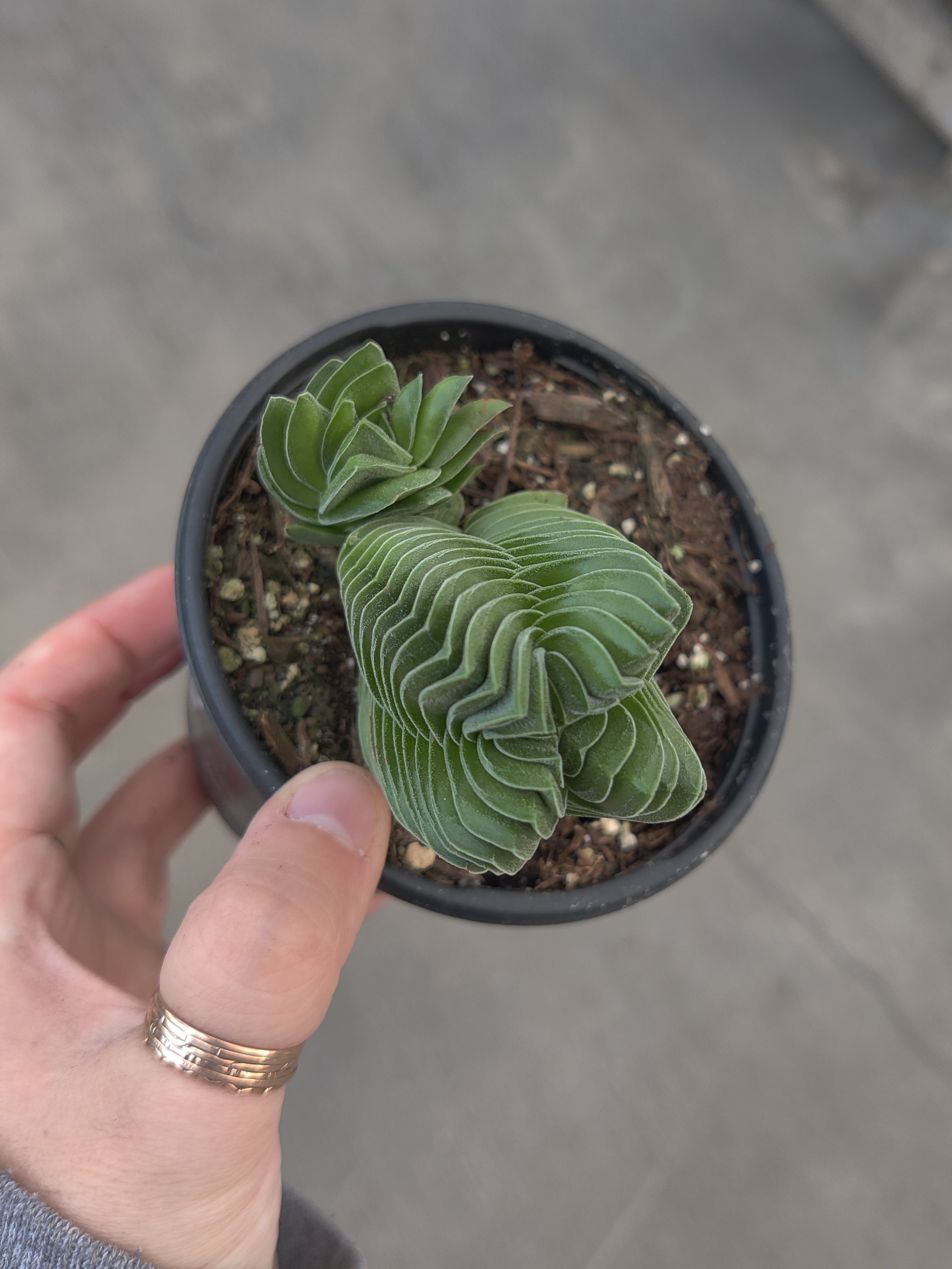 Jade Plant, Buddha's Temple
