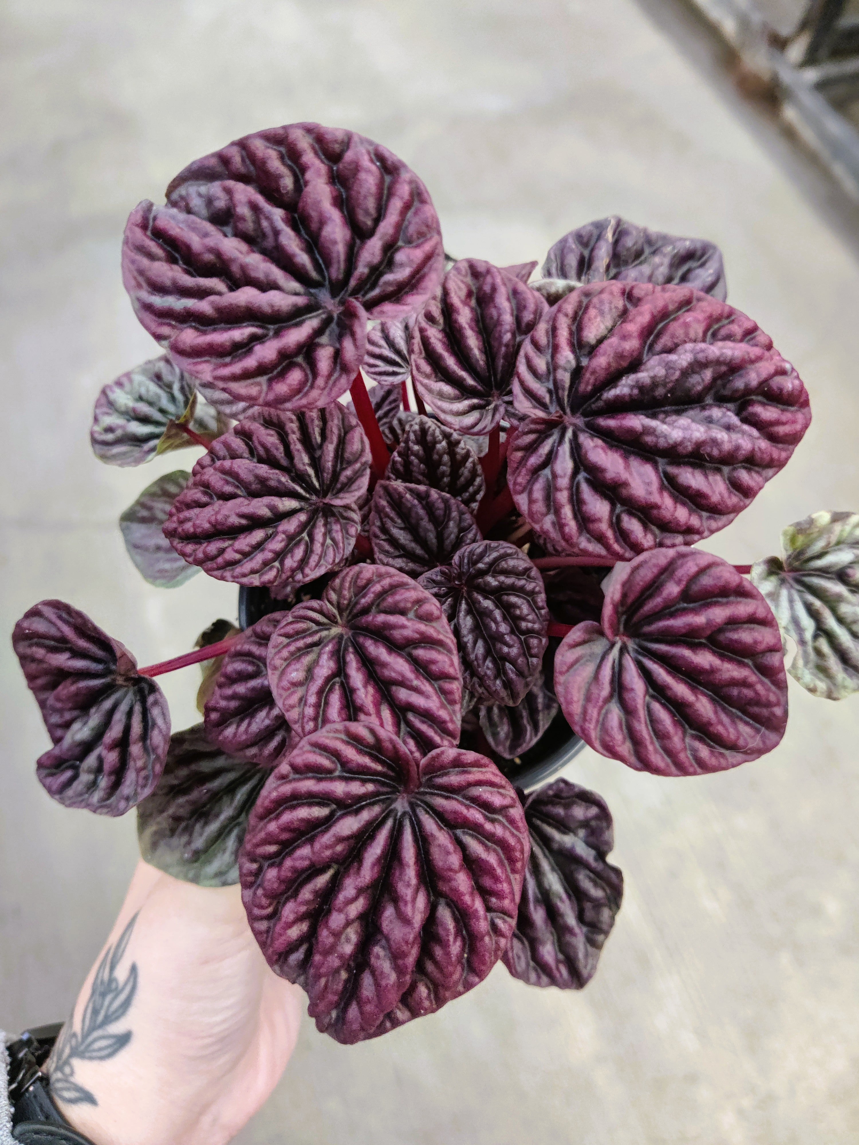 Peperomia, Red Luna