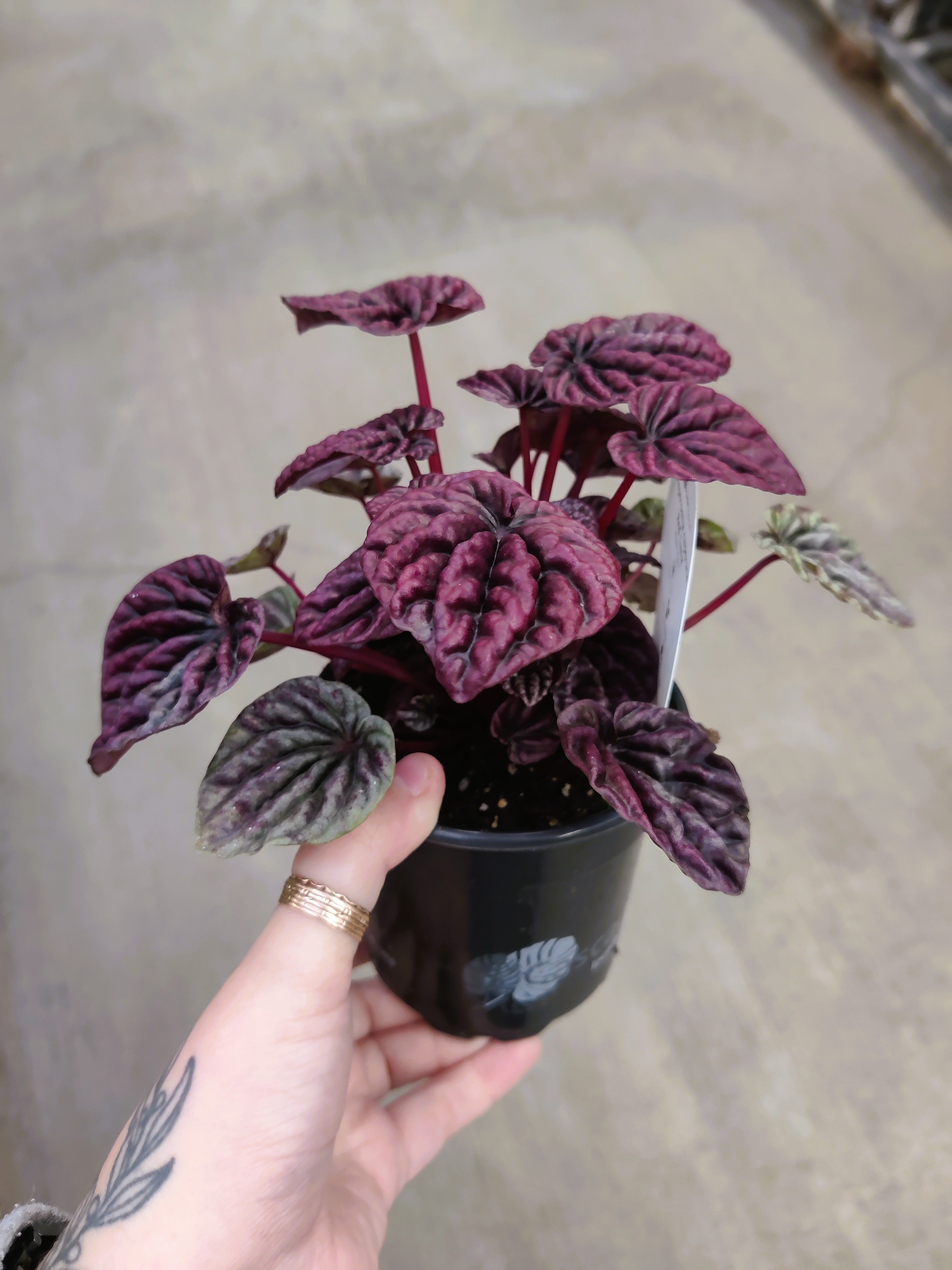 Peperomia, Red Luna
