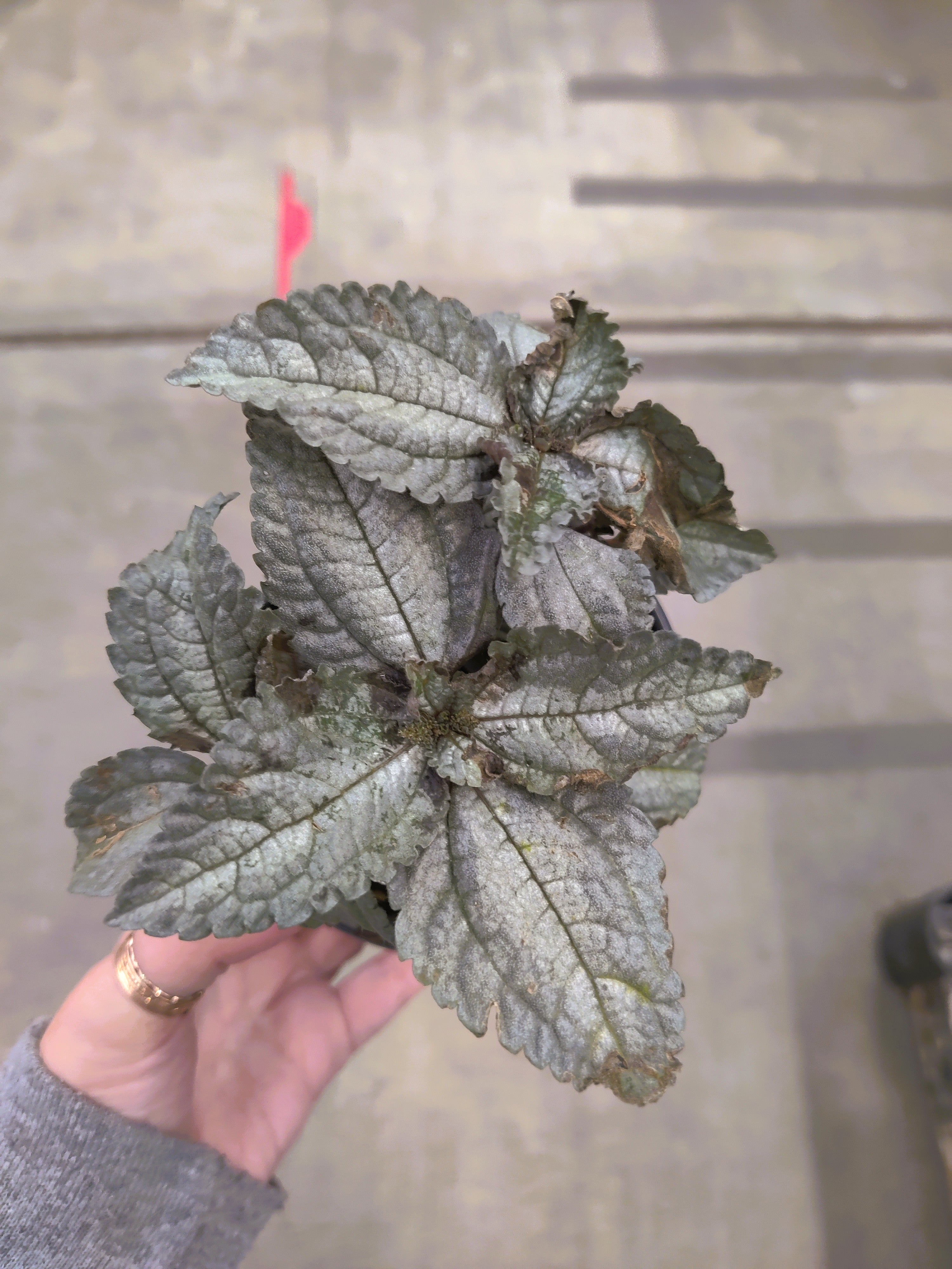 Pilea, Ellen