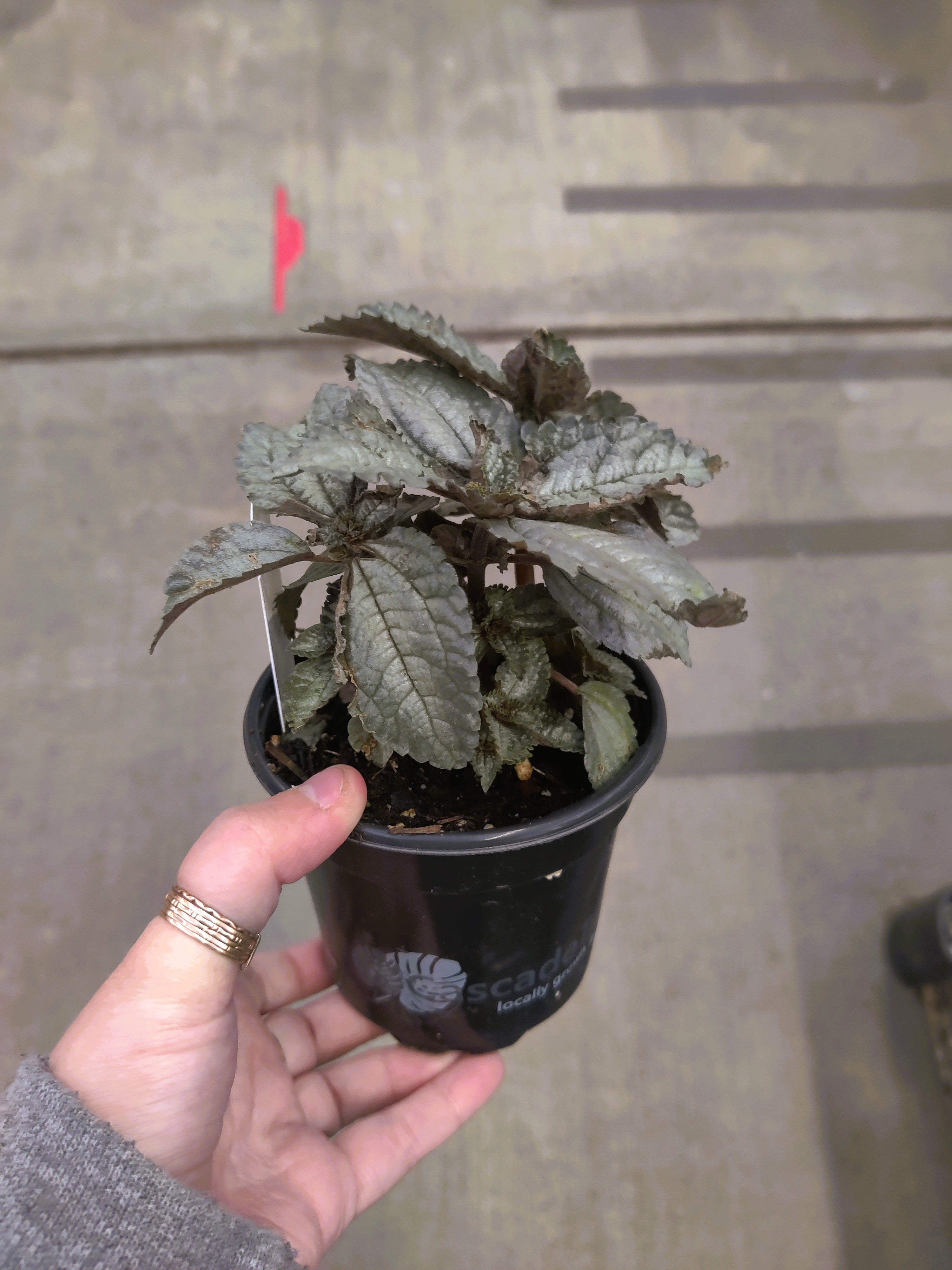 Pilea, Ellen