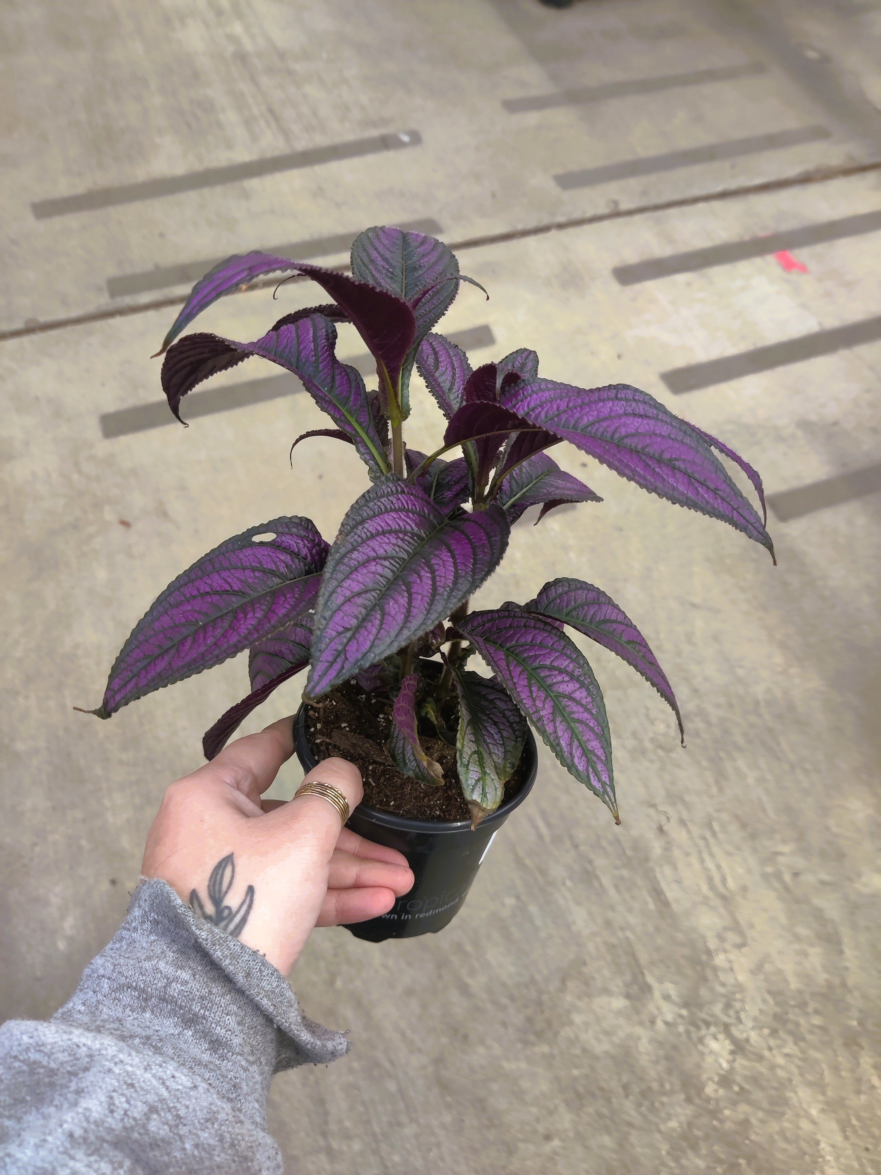 Strobilanthes, Persian Shield