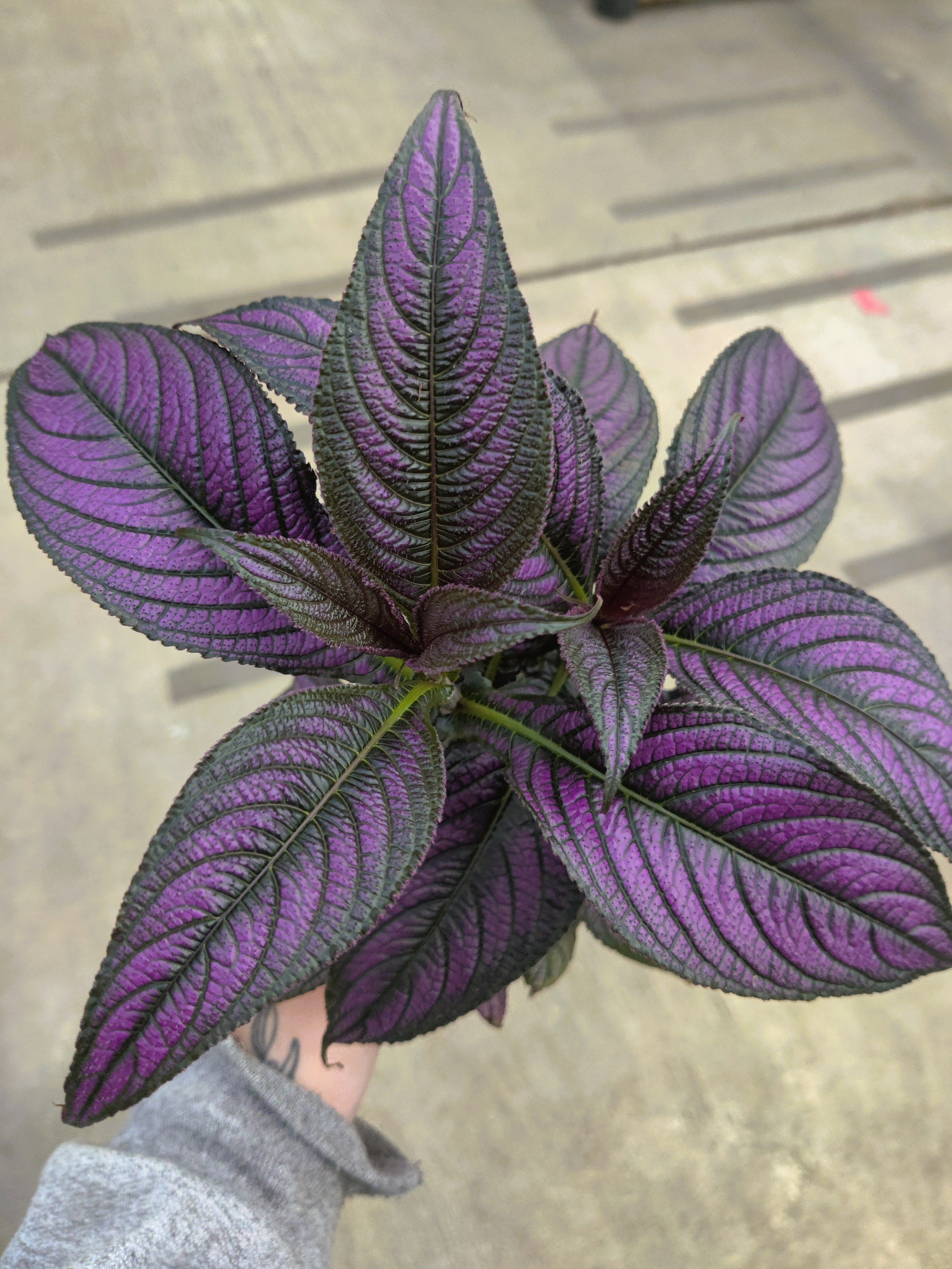 Strobilanthes, Persian Shield