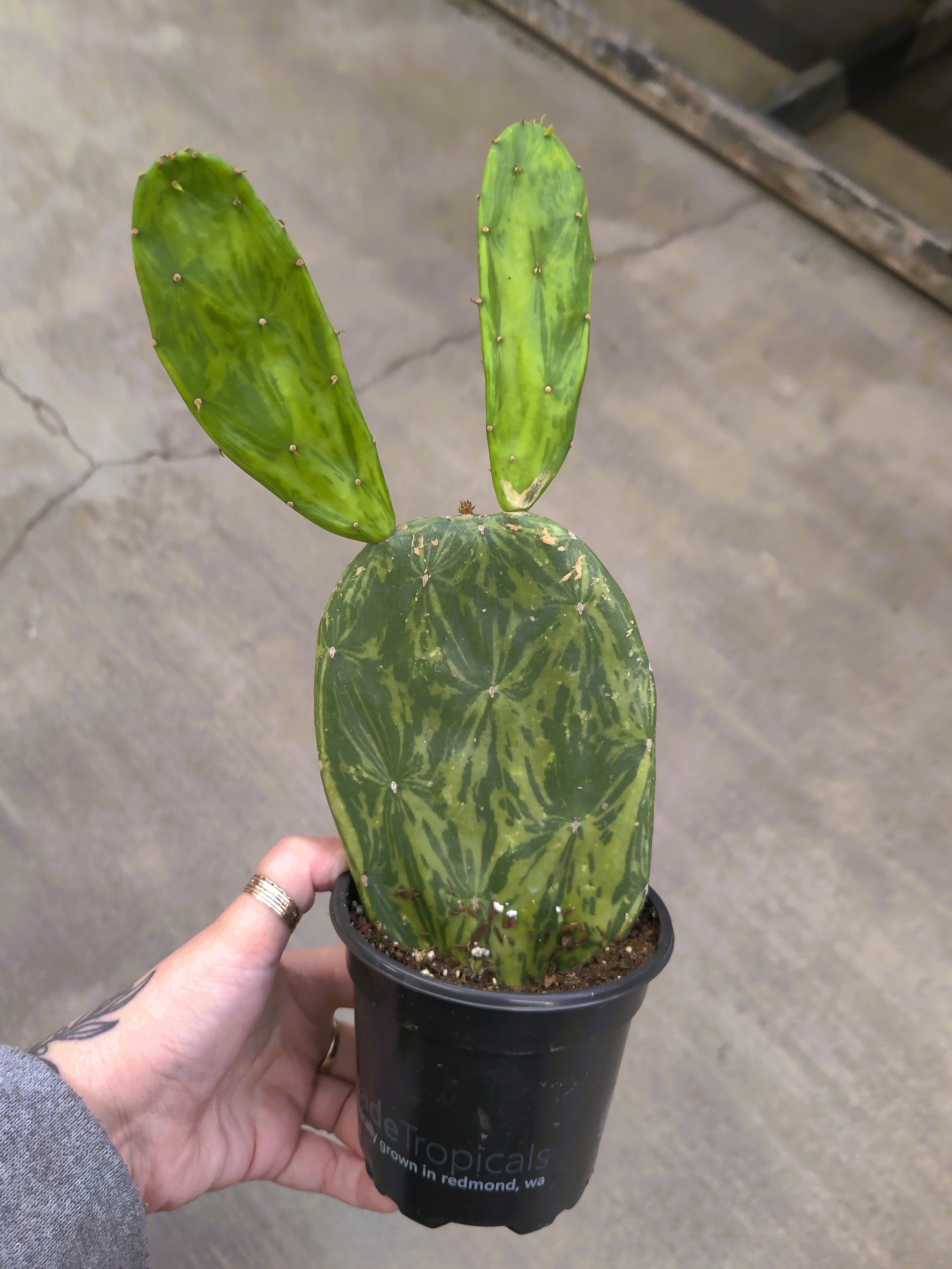 Cactus, Joseph's Coat Variegated