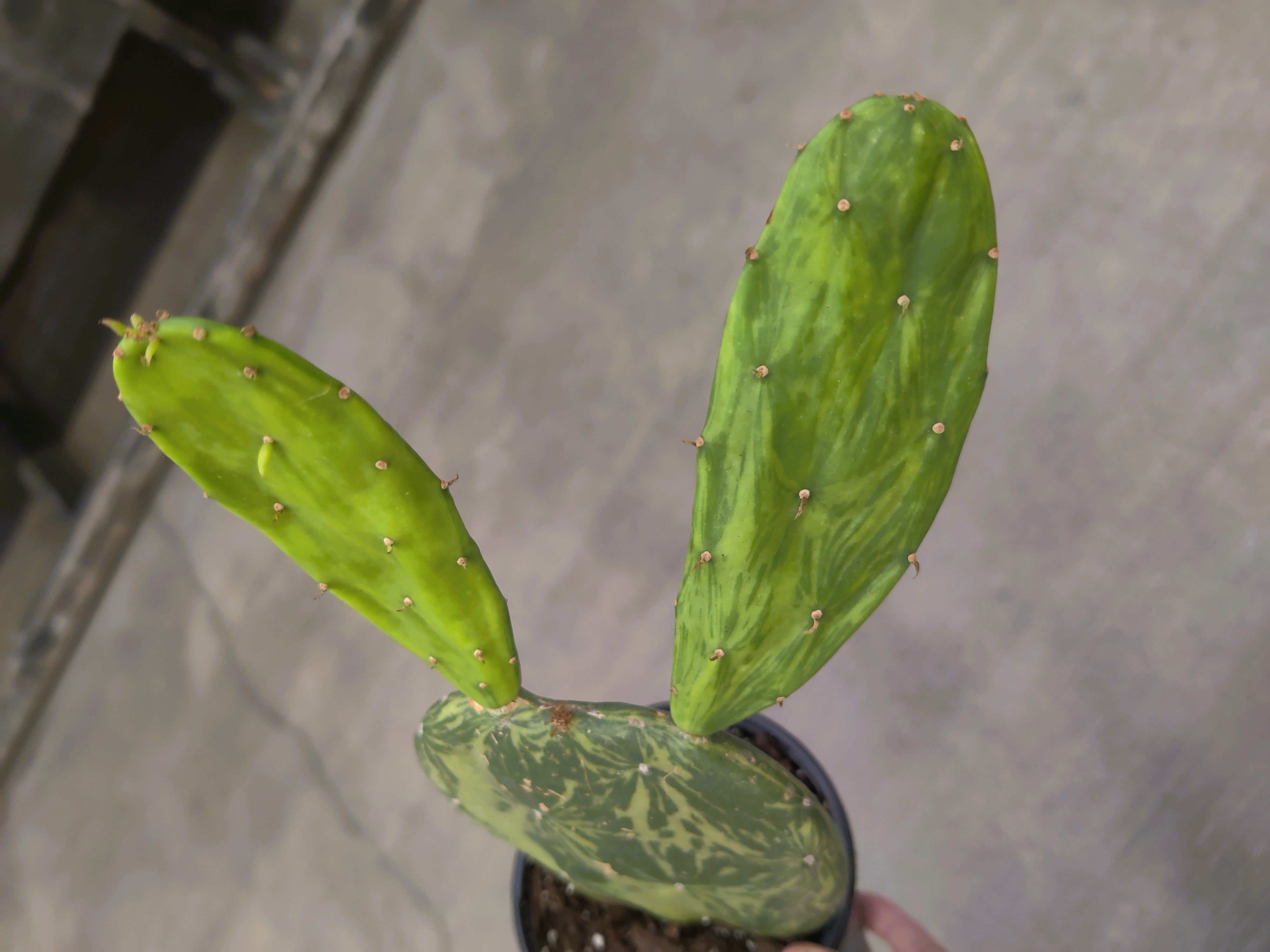 Cactus, Joseph's Coat Variegated