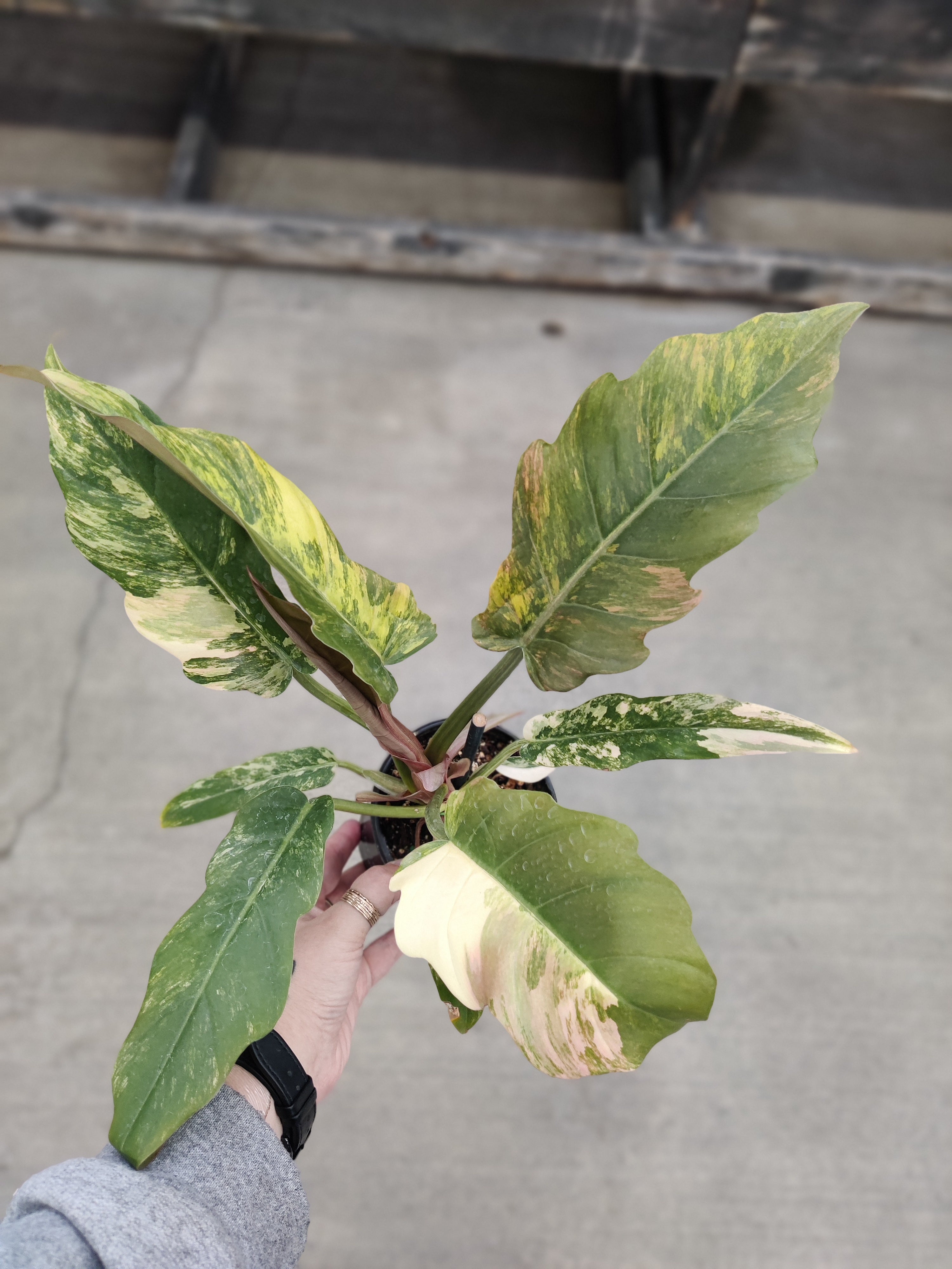 Philodendron, Caramel Marble