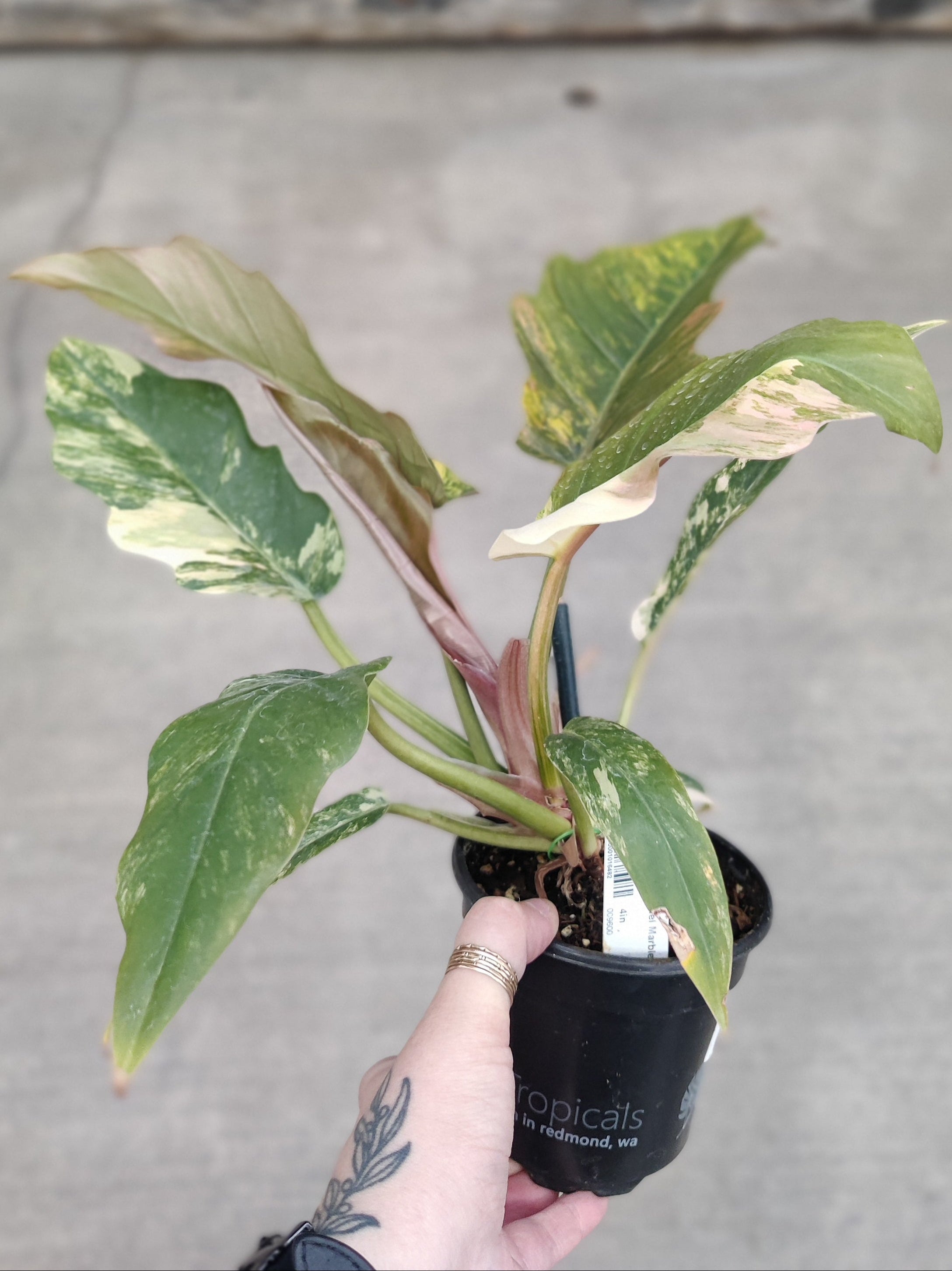 Philodendron, Caramel Marble