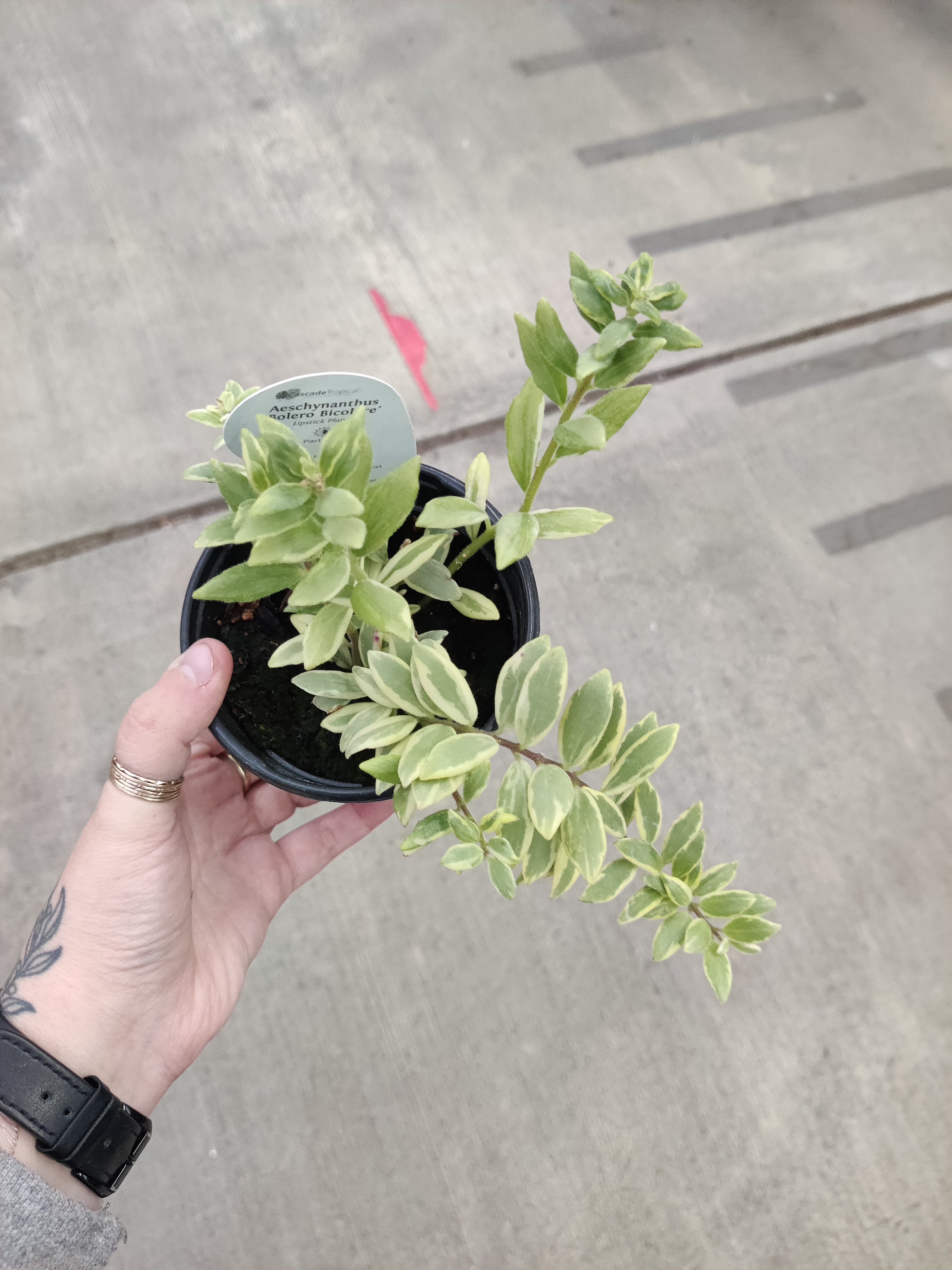Lipstick Plant, Bolero