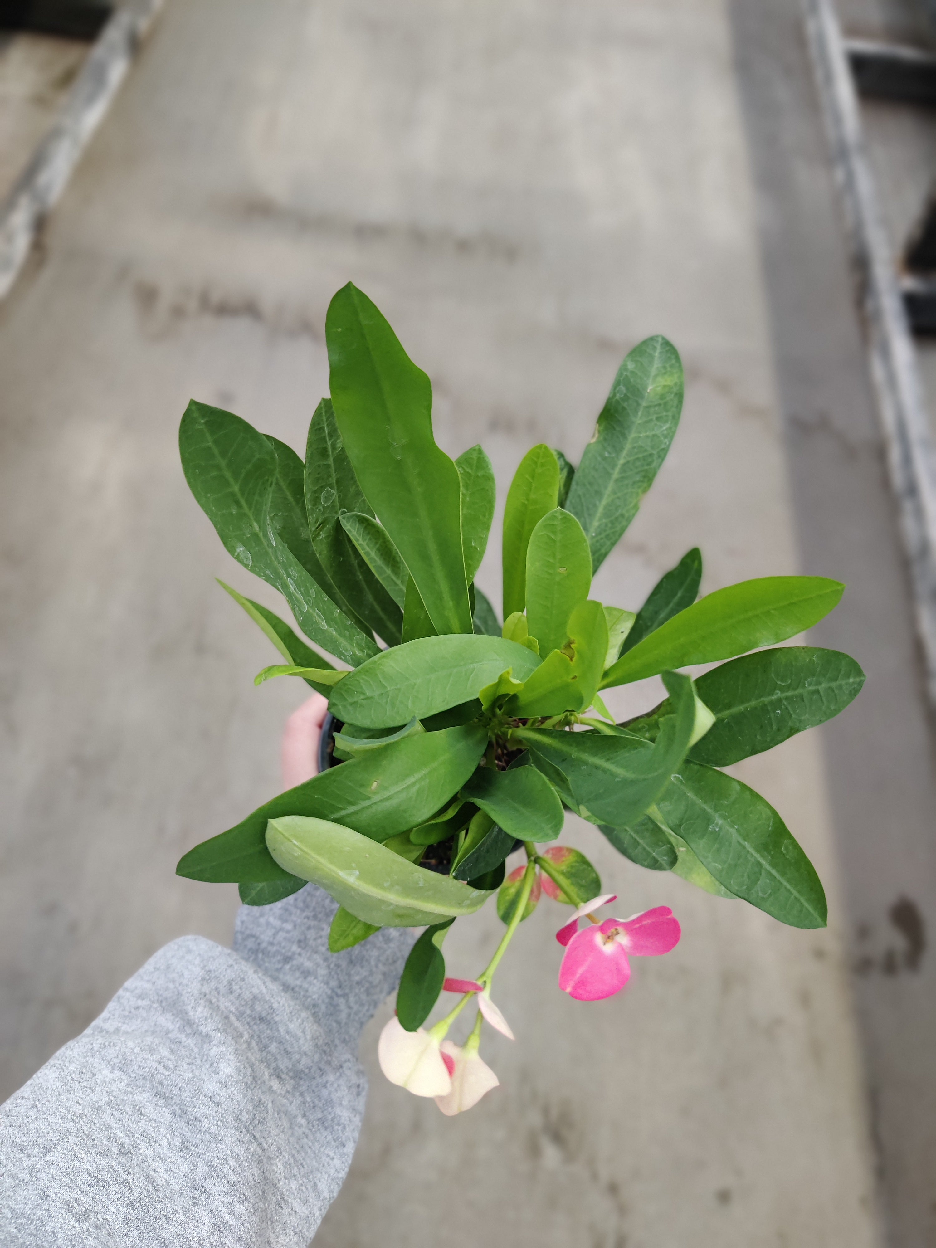 Euphorbia, Milii