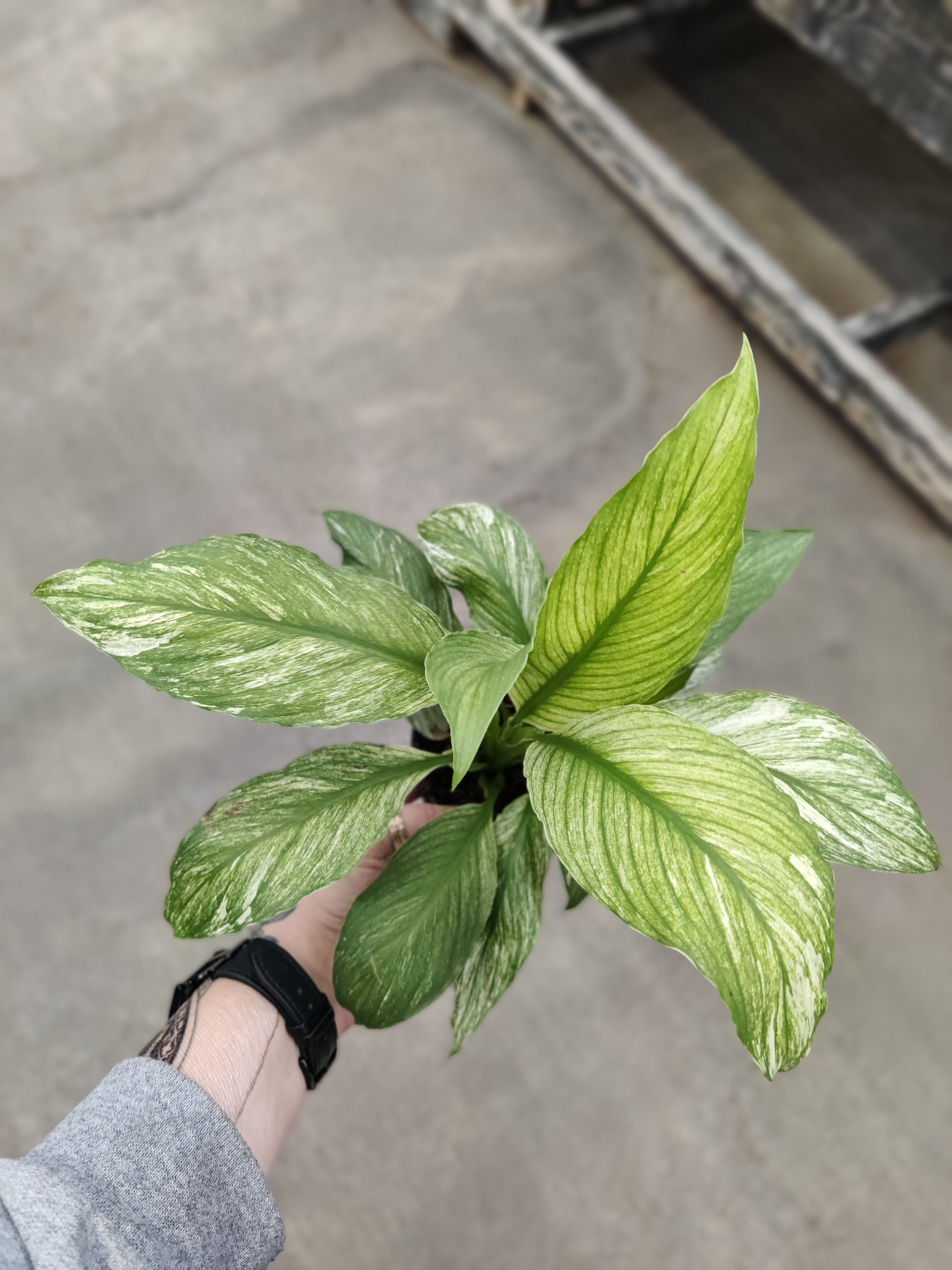 Peace Lily, Sensation Variegated