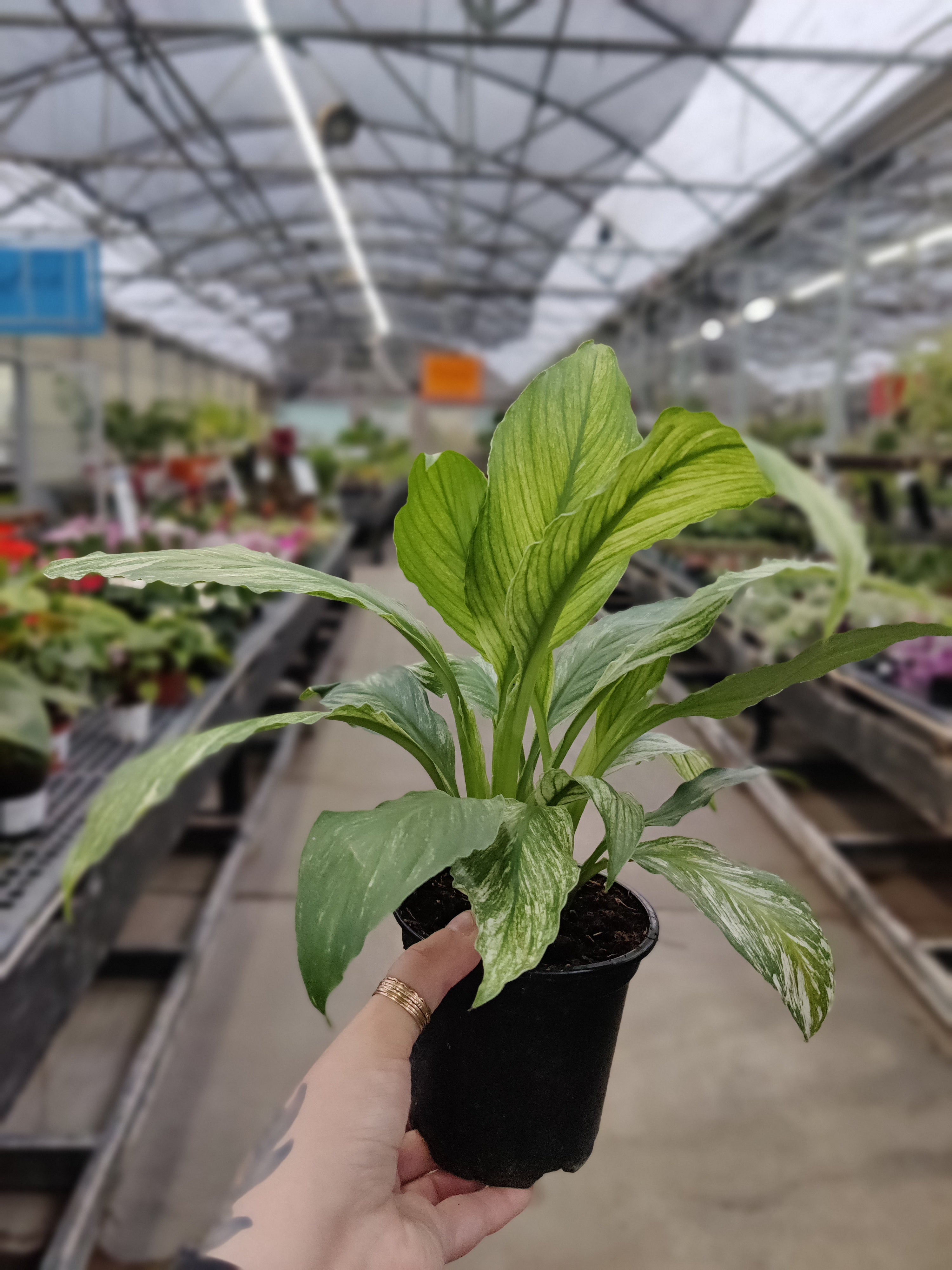 Peace Lily, Sensation Variegated