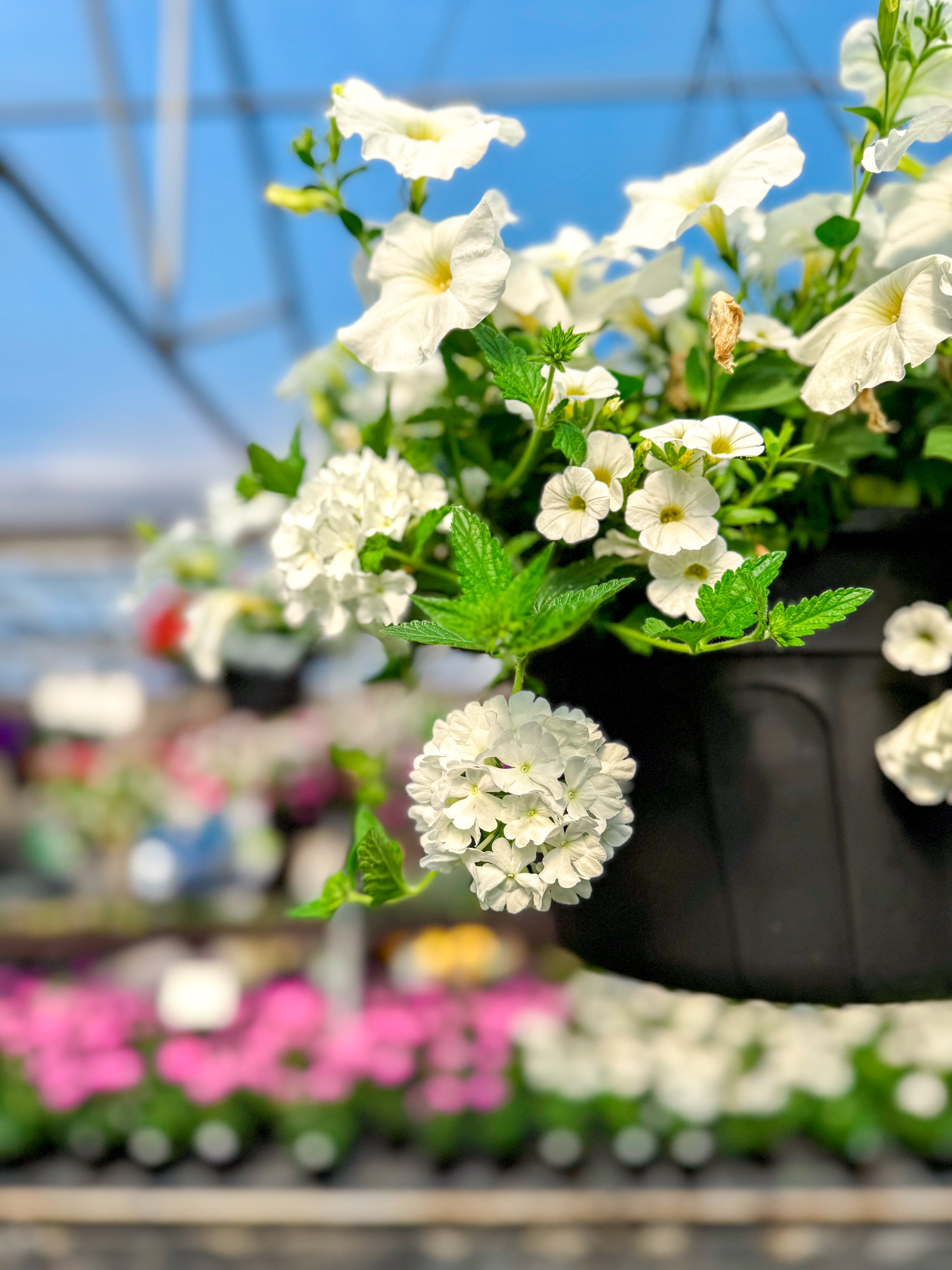 Hanging Basket, Full Sun 12"