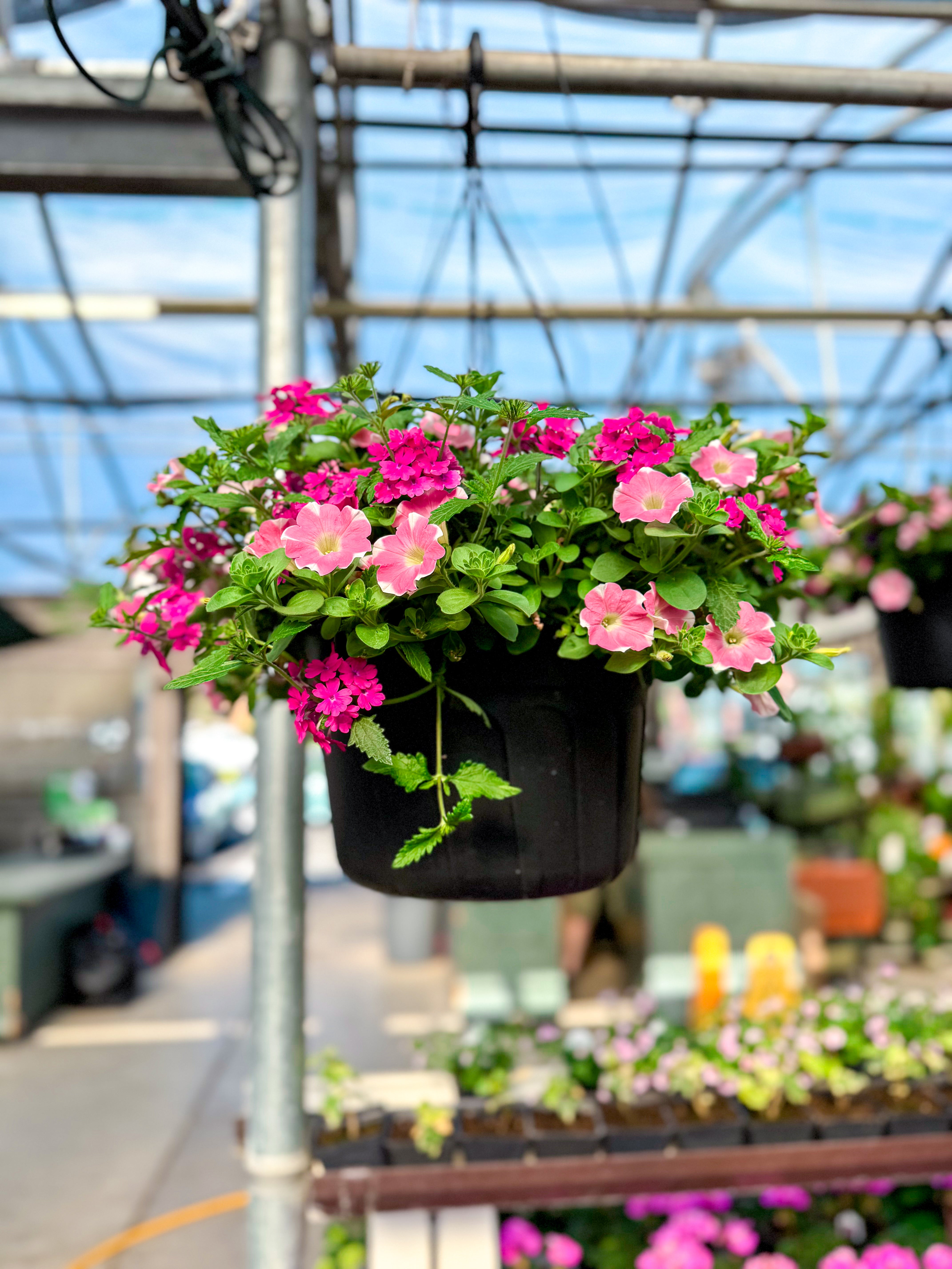 Hanging Basket, Full Sun 12"