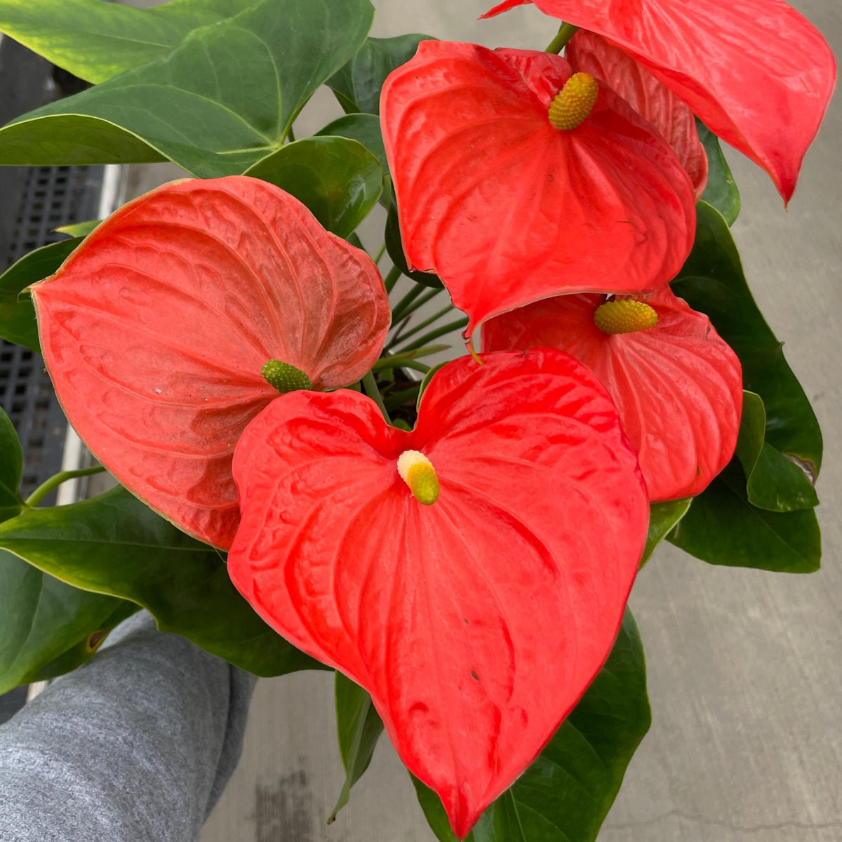 anthurium plante Anthurium, Andreanum