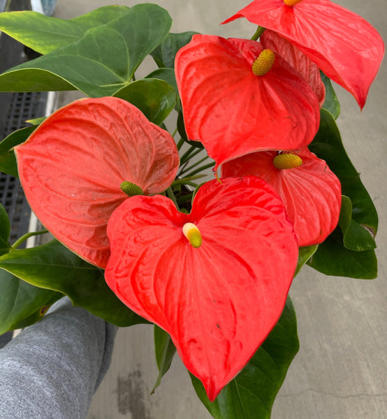 Anthurium, Andreanum — Ritters Garden and Gift